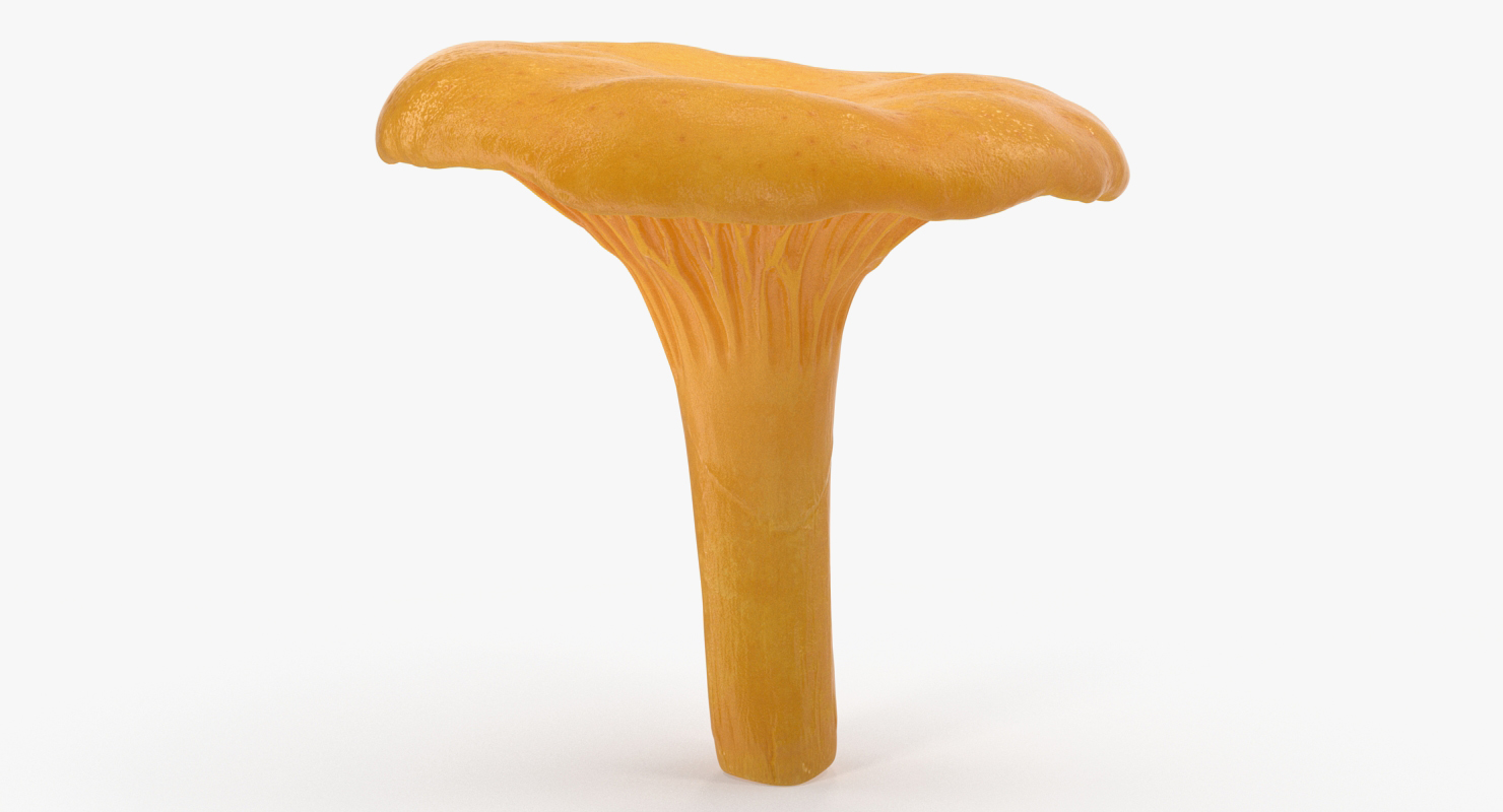 Young Yellow Chanterelle 3D model