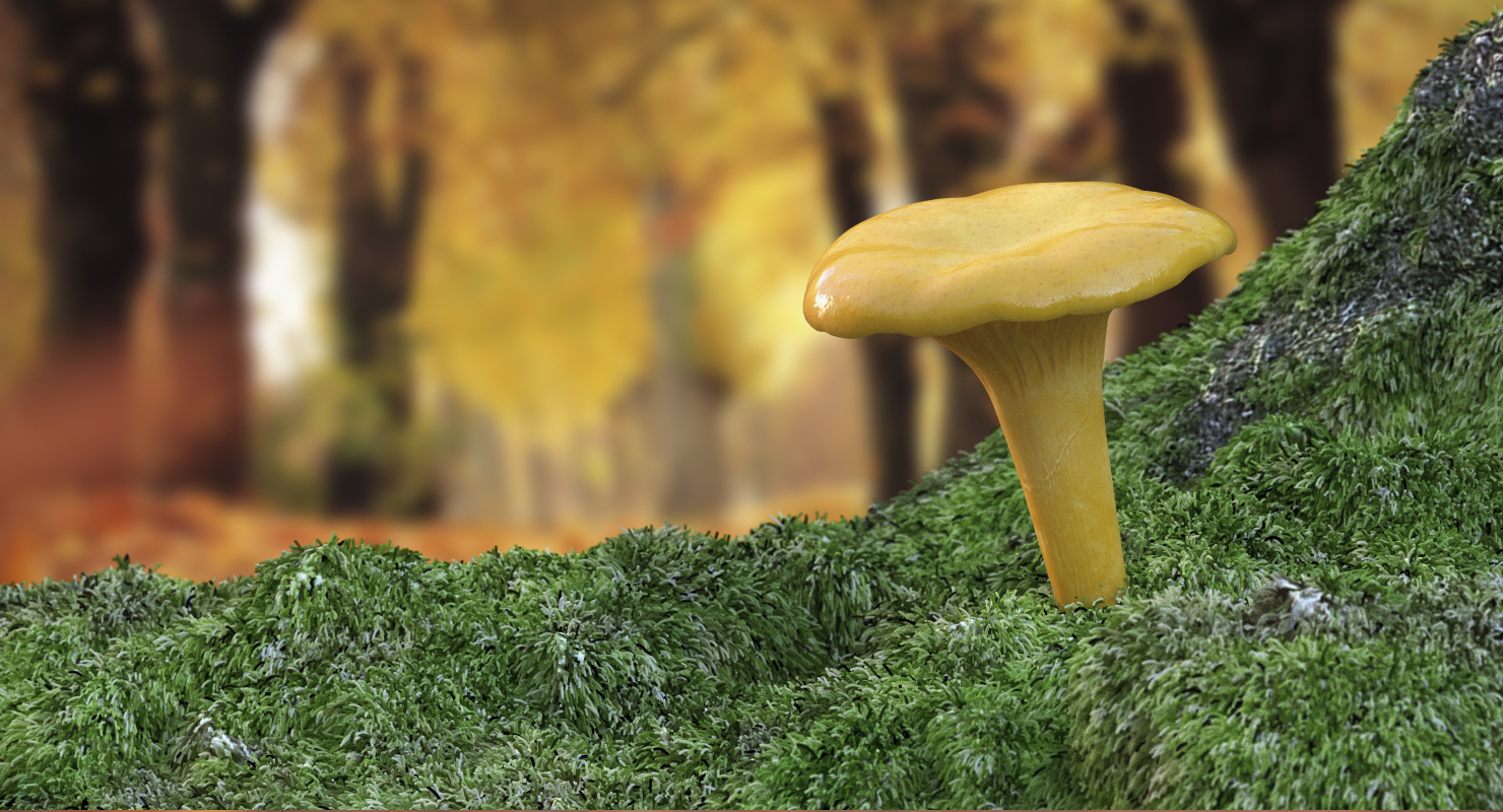 Young Yellow Chanterelle 3D model