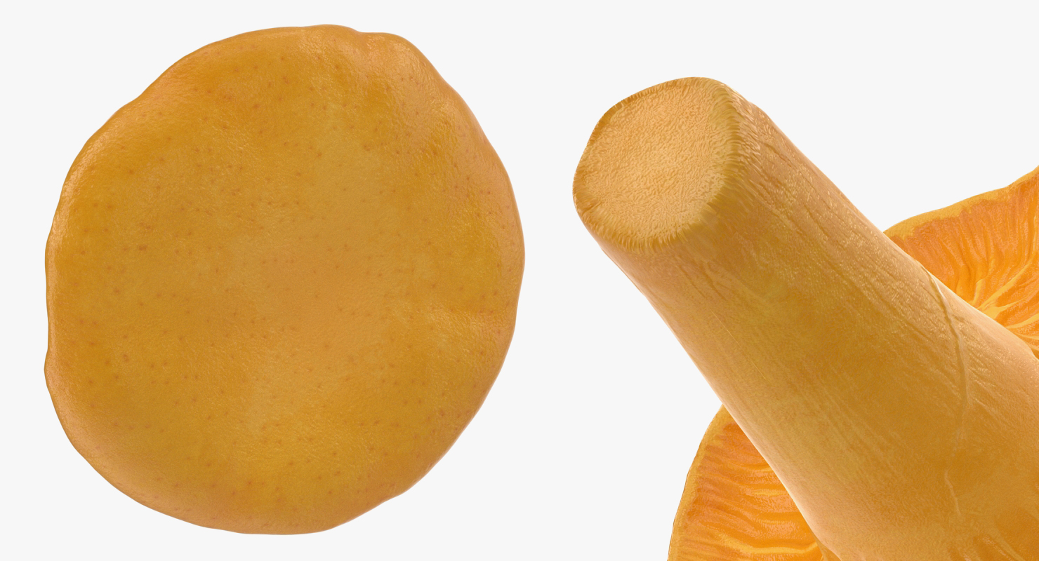 Young Yellow Chanterelle 3D model