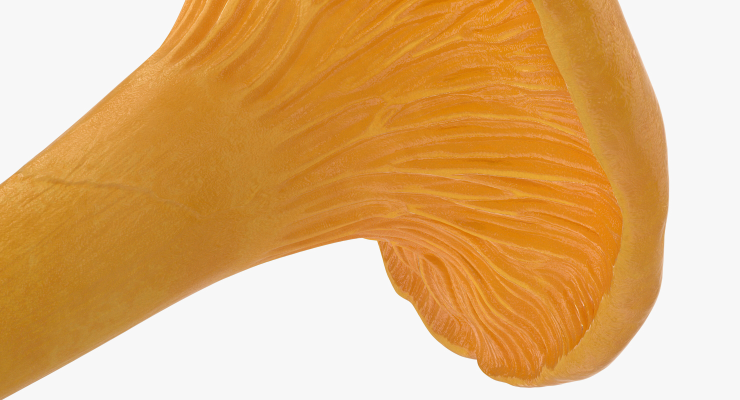 Young Yellow Chanterelle 3D model
