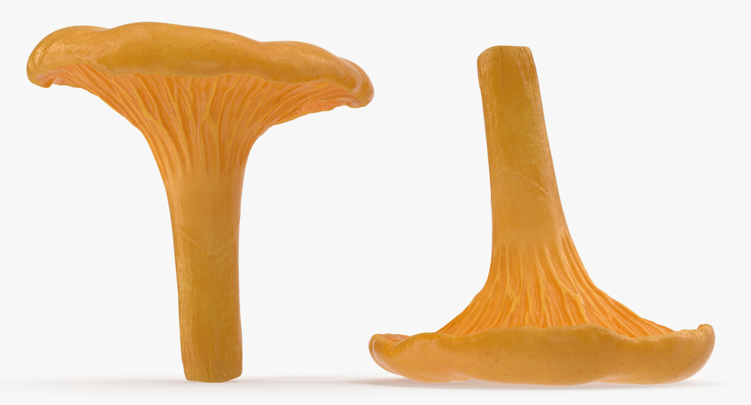 Young Yellow Chanterelle 3D model