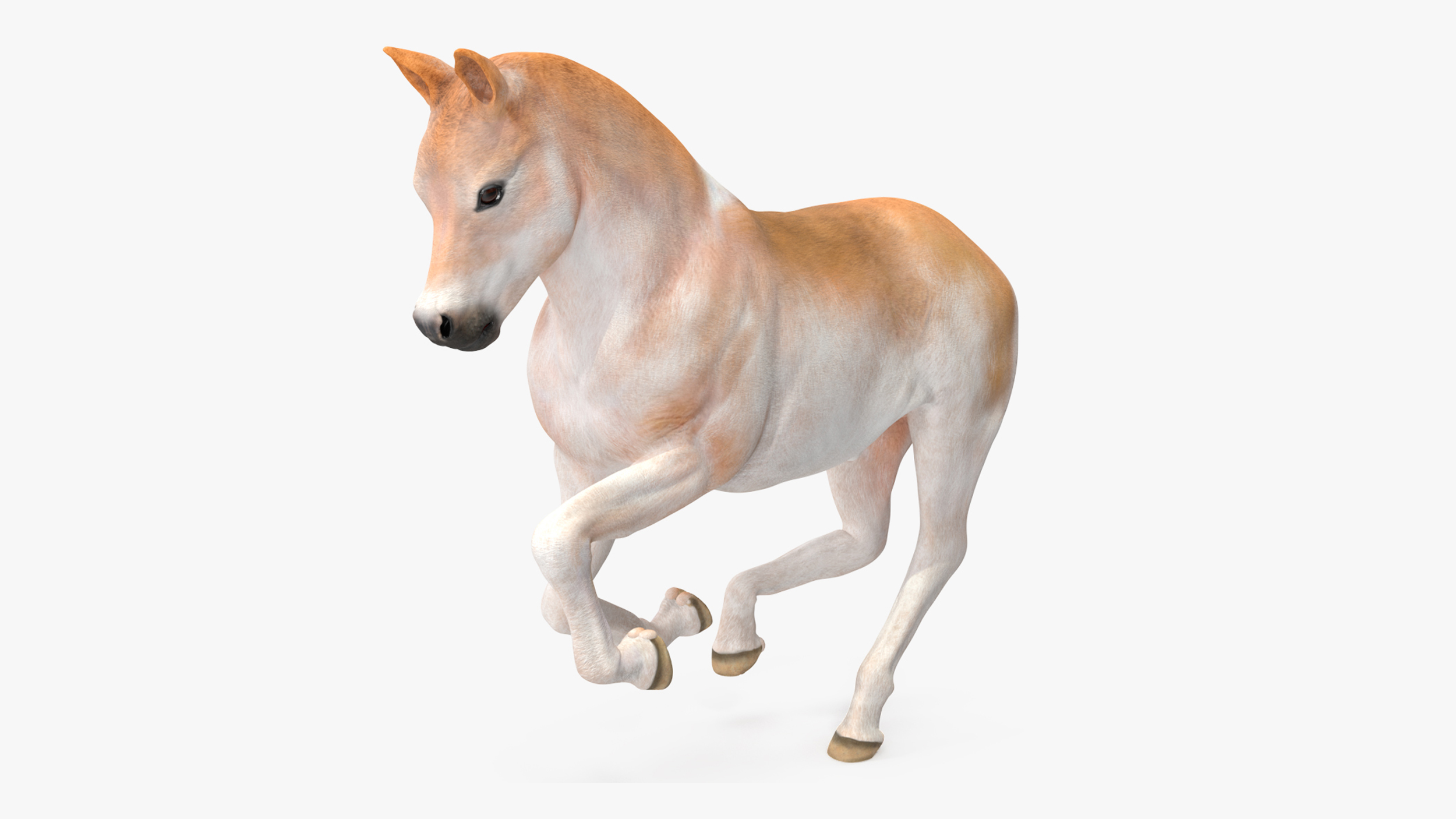 Realistic Shetland Pony Rigged for Maya 3D model
