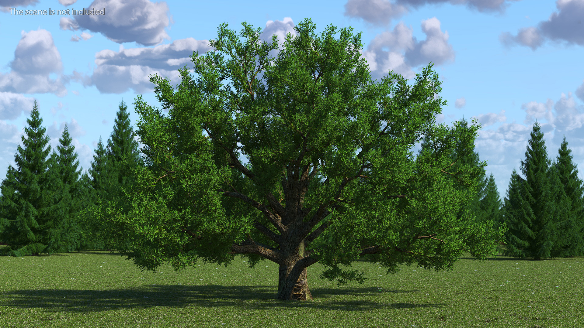 3D Realistic Oak Tree model