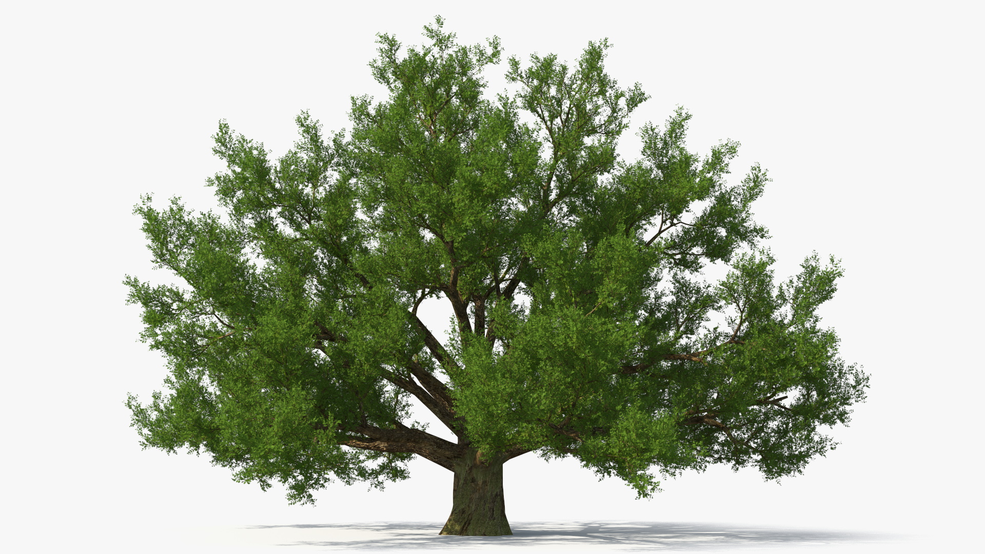 3D Realistic Oak Tree model