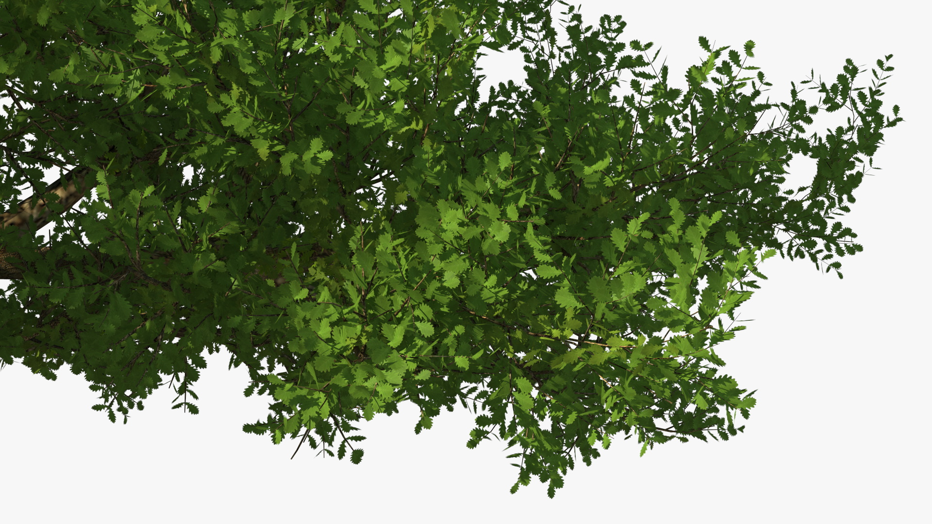 3D Realistic Oak Tree model