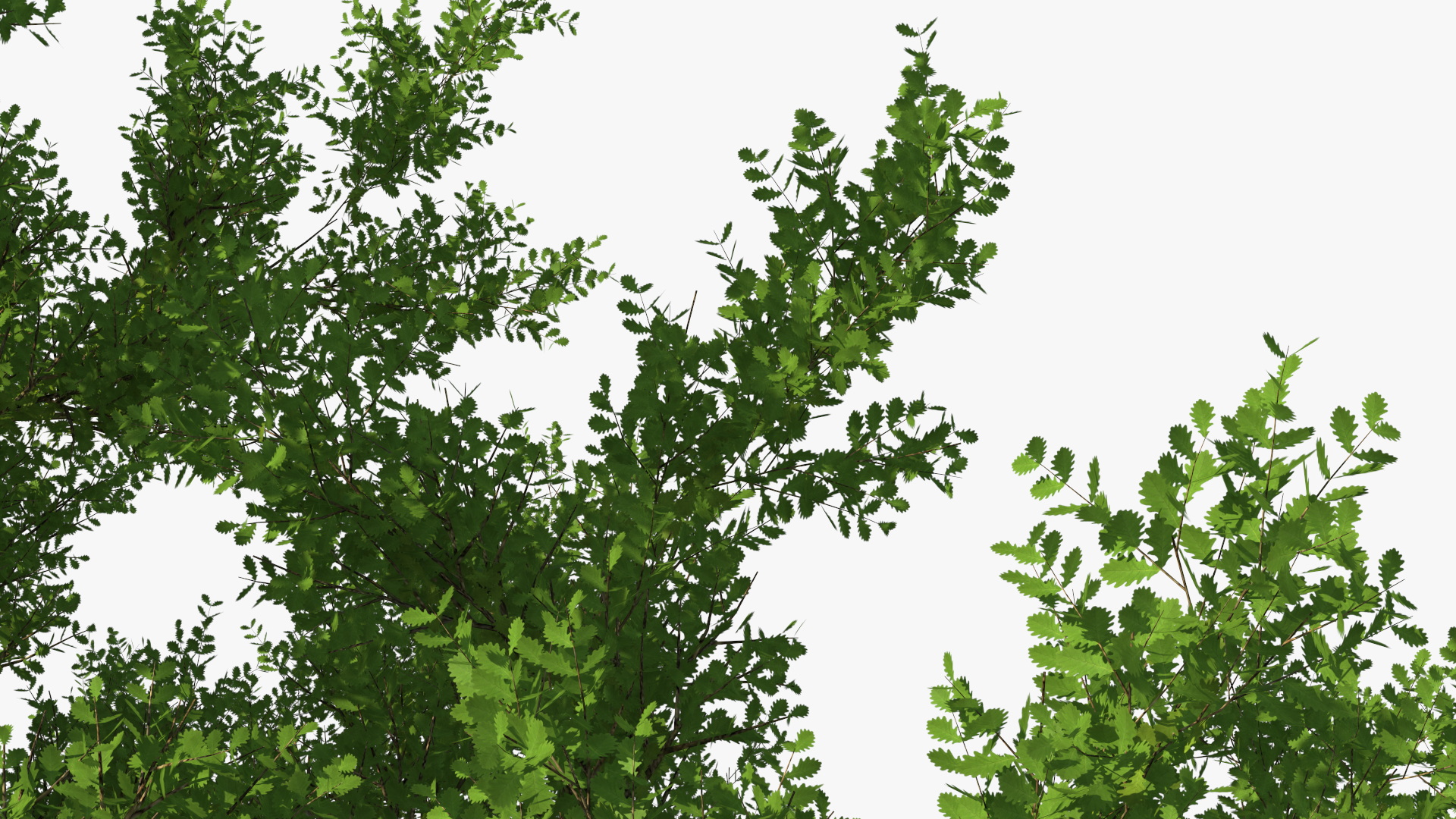 3D Realistic Oak Tree model