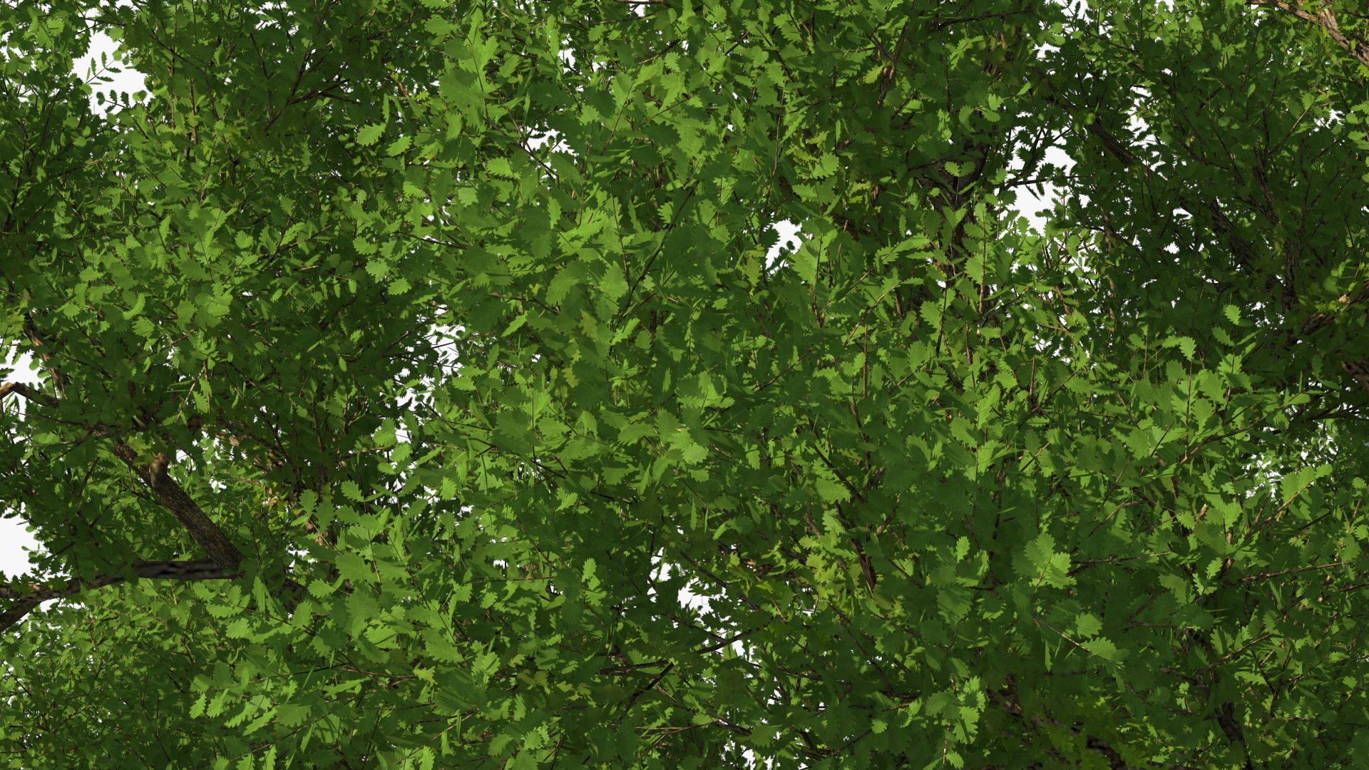 3D Realistic Oak Tree model