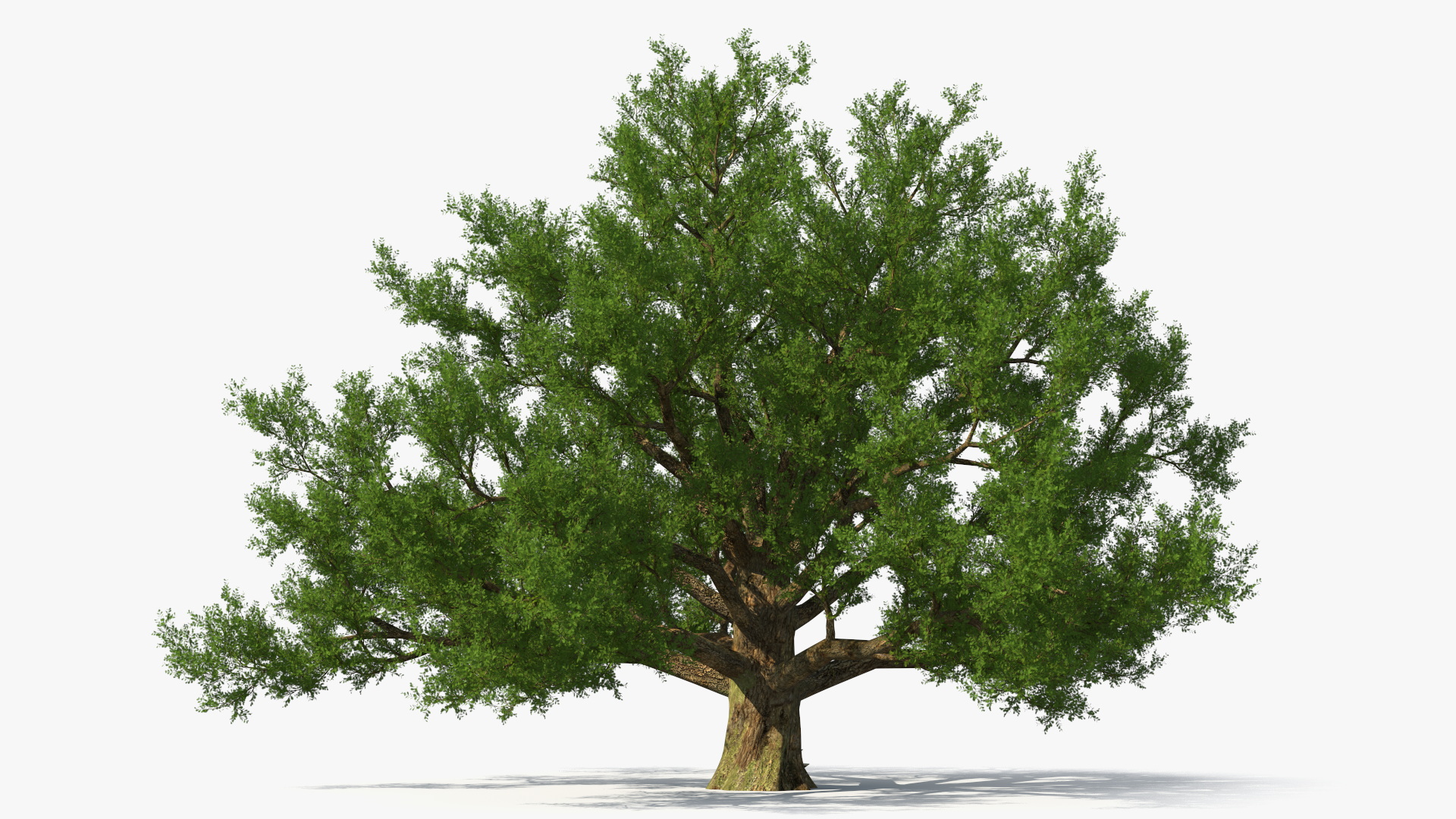 3D Realistic Oak Tree model
