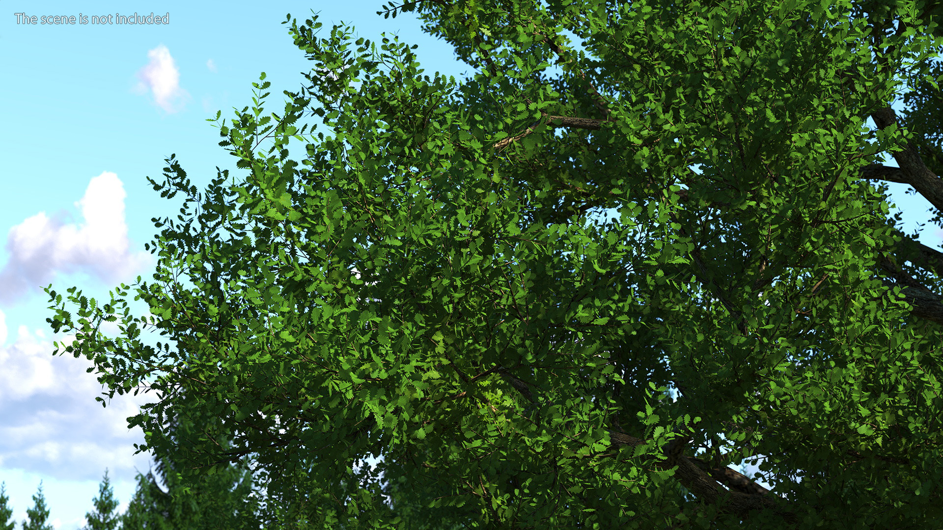 3D Realistic Oak Tree model