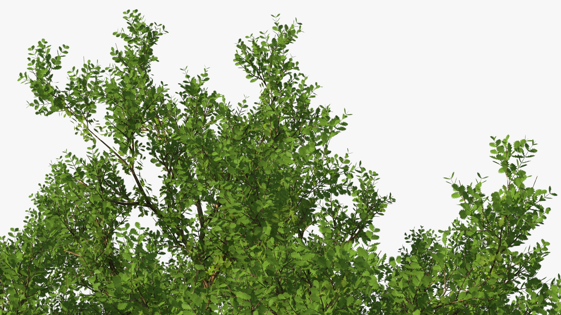 3D Realistic Oak Tree model