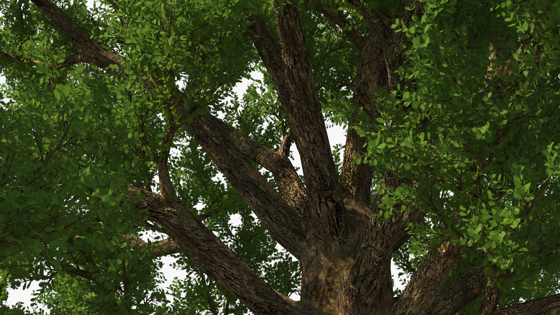 3D Realistic Oak Tree model