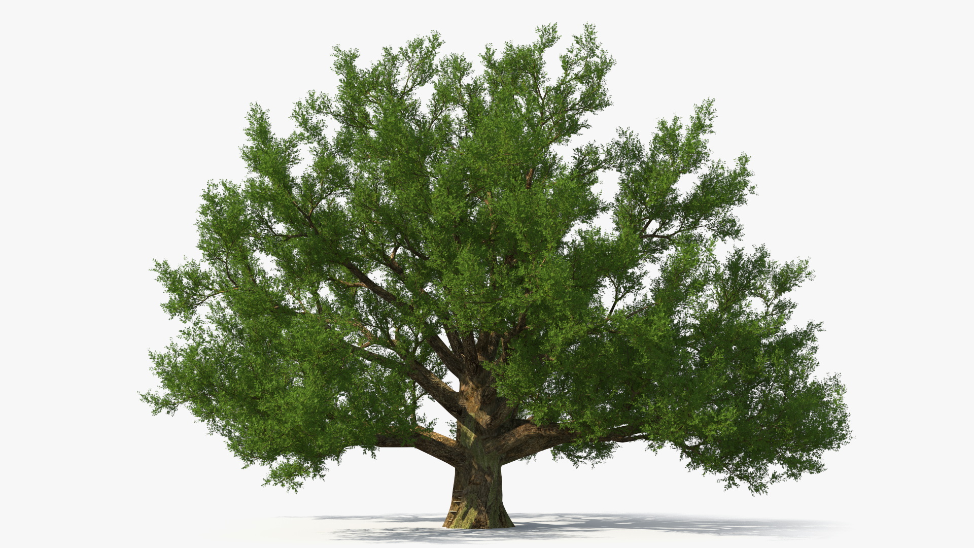 3D Realistic Oak Tree model