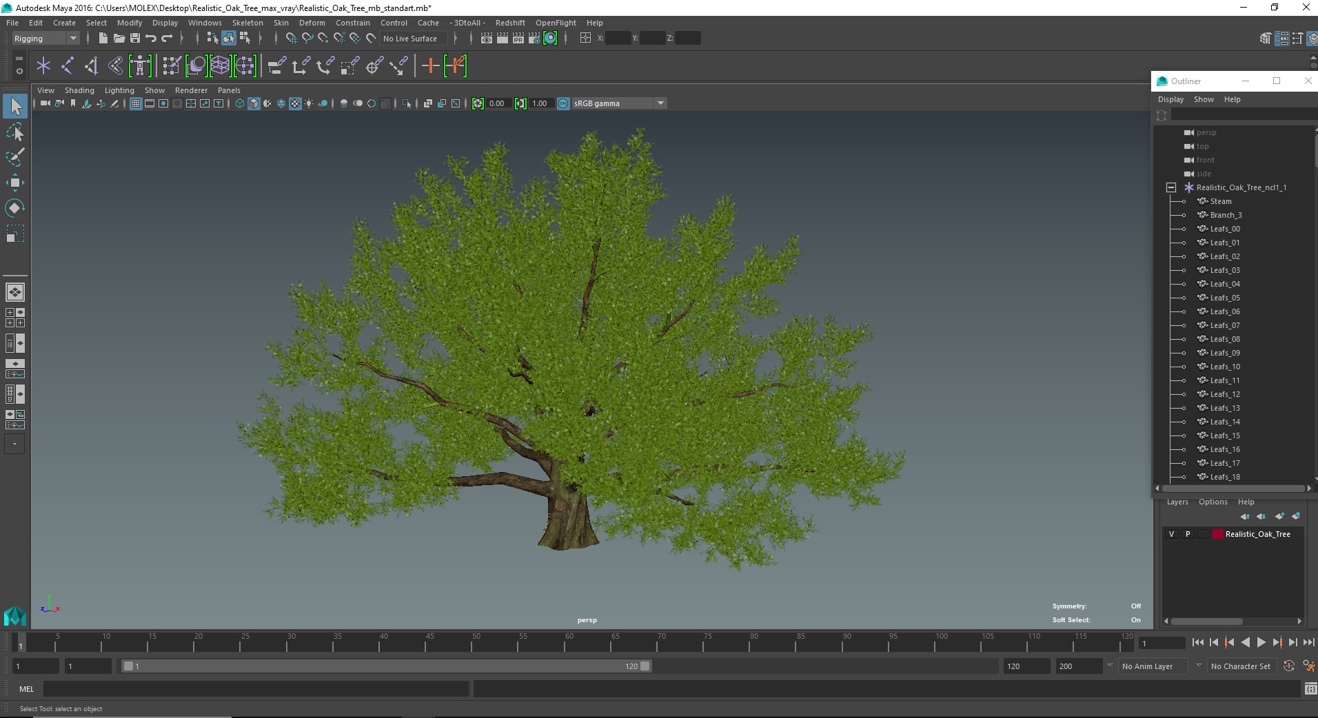 3D Realistic Oak Tree model