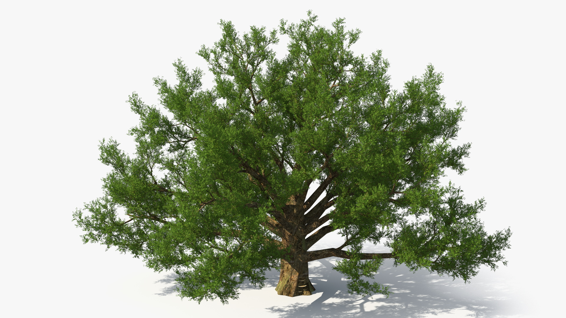 3D Realistic Oak Tree model