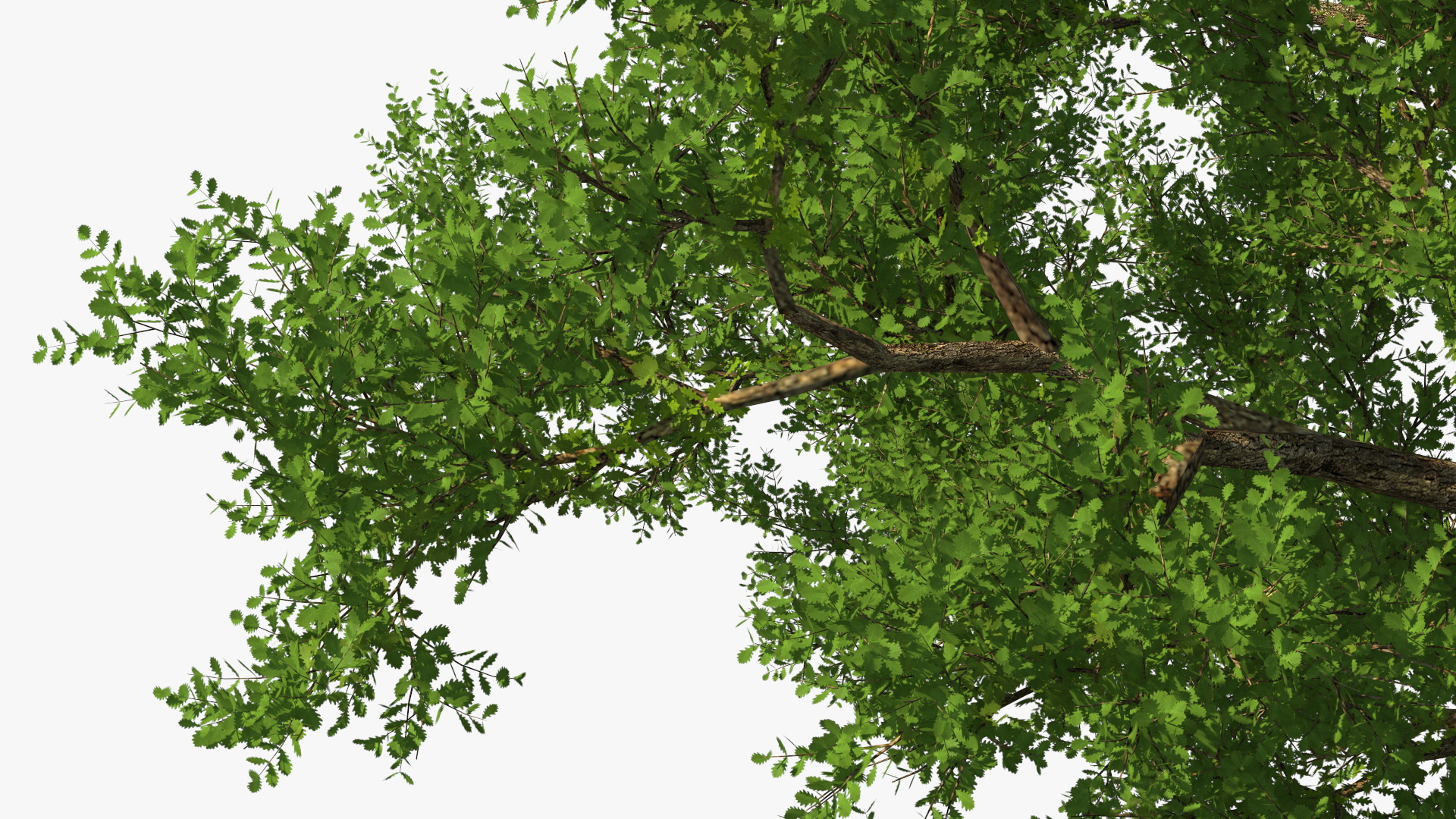 3D Realistic Oak Tree model
