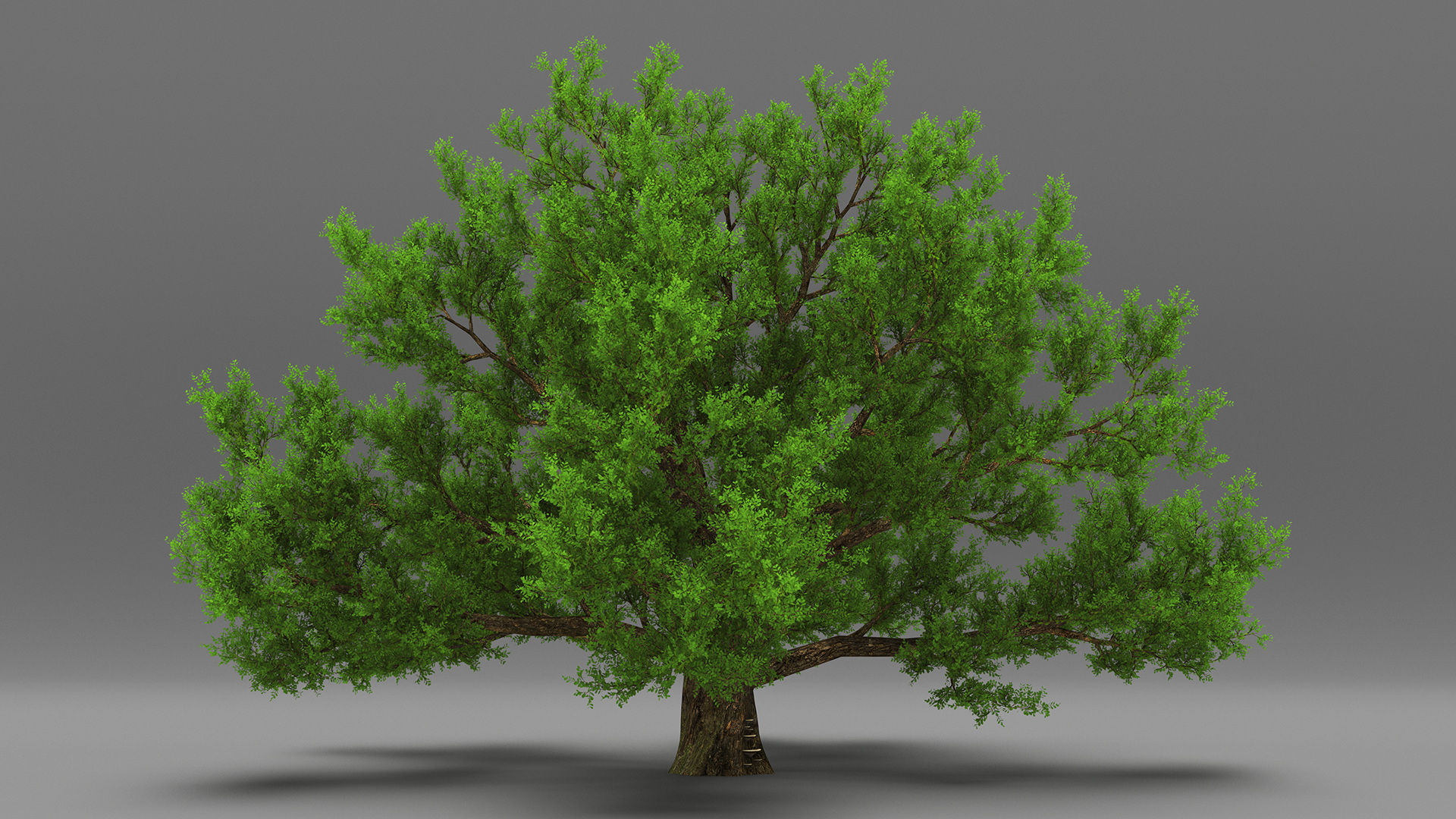 3D Realistic Oak Tree model