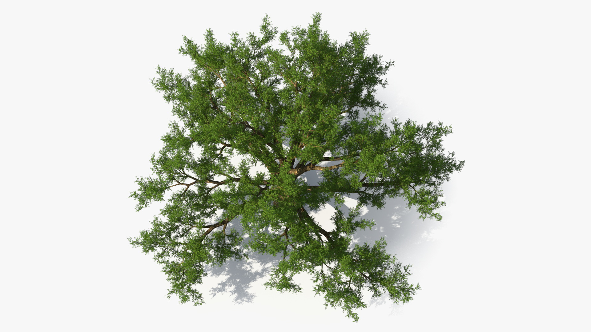 3D Realistic Oak Tree model