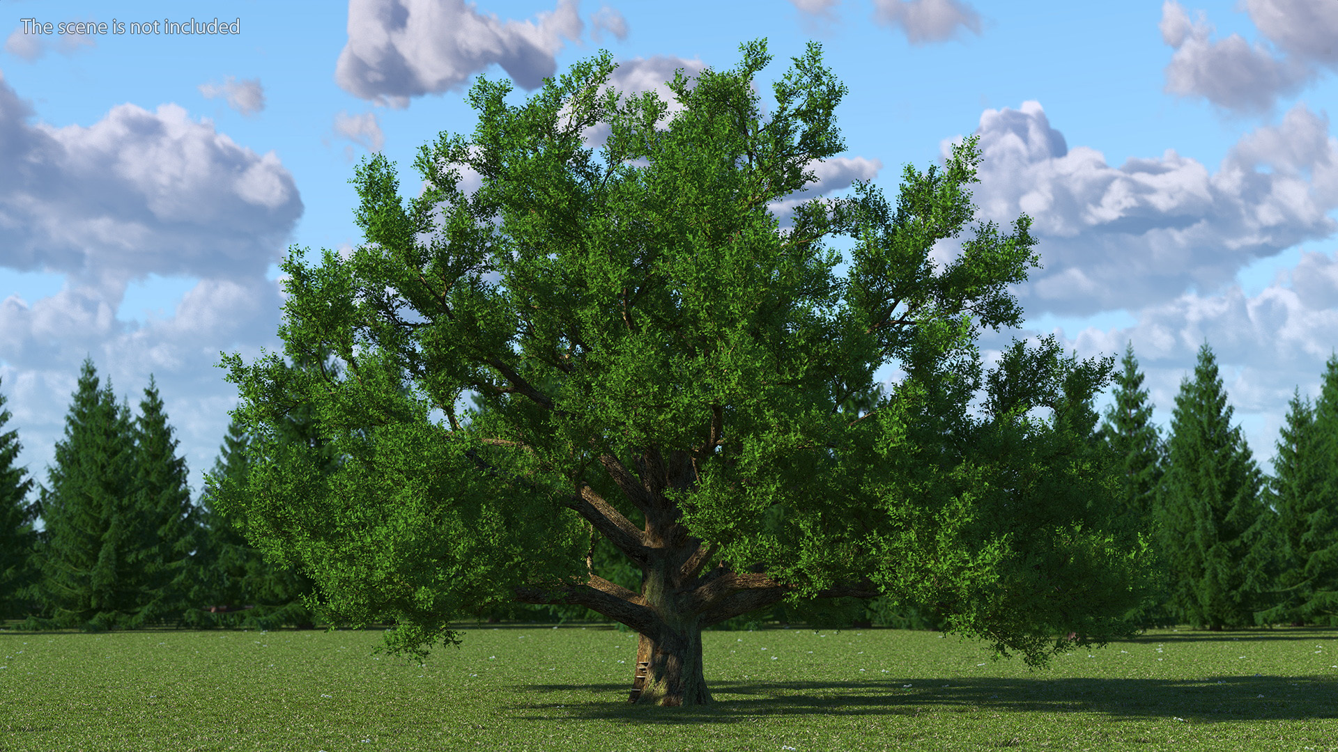 3D Realistic Oak Tree model