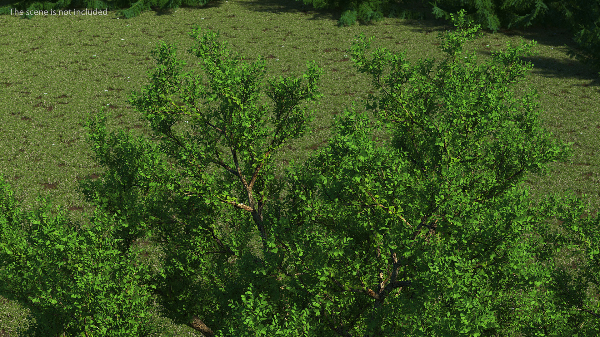 3D Realistic Oak Tree model