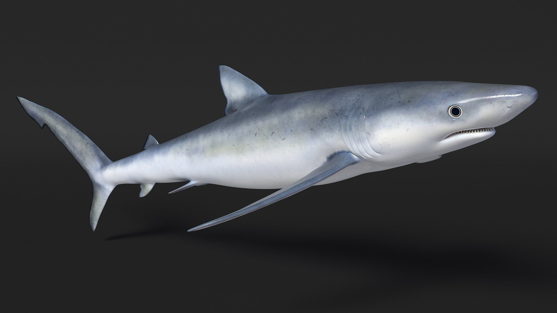 3D model Realistic Blue Shark