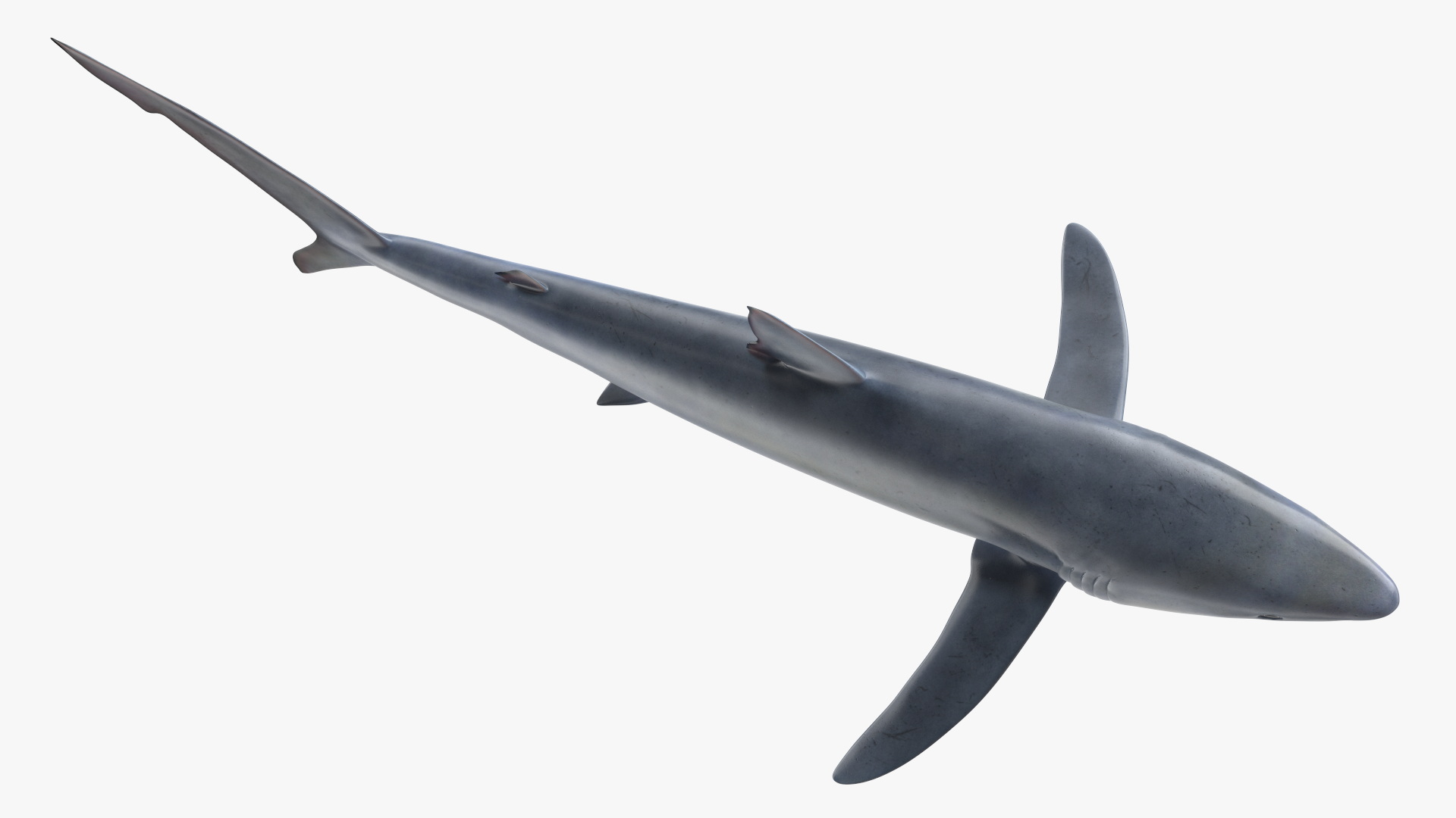 3D model Realistic Blue Shark