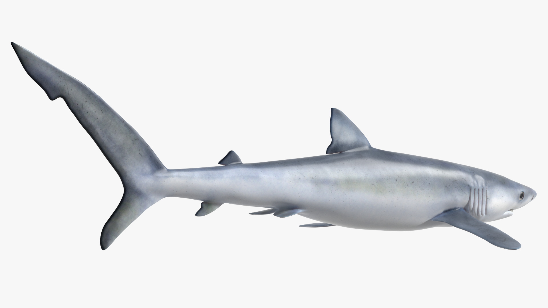 3D model Realistic Blue Shark