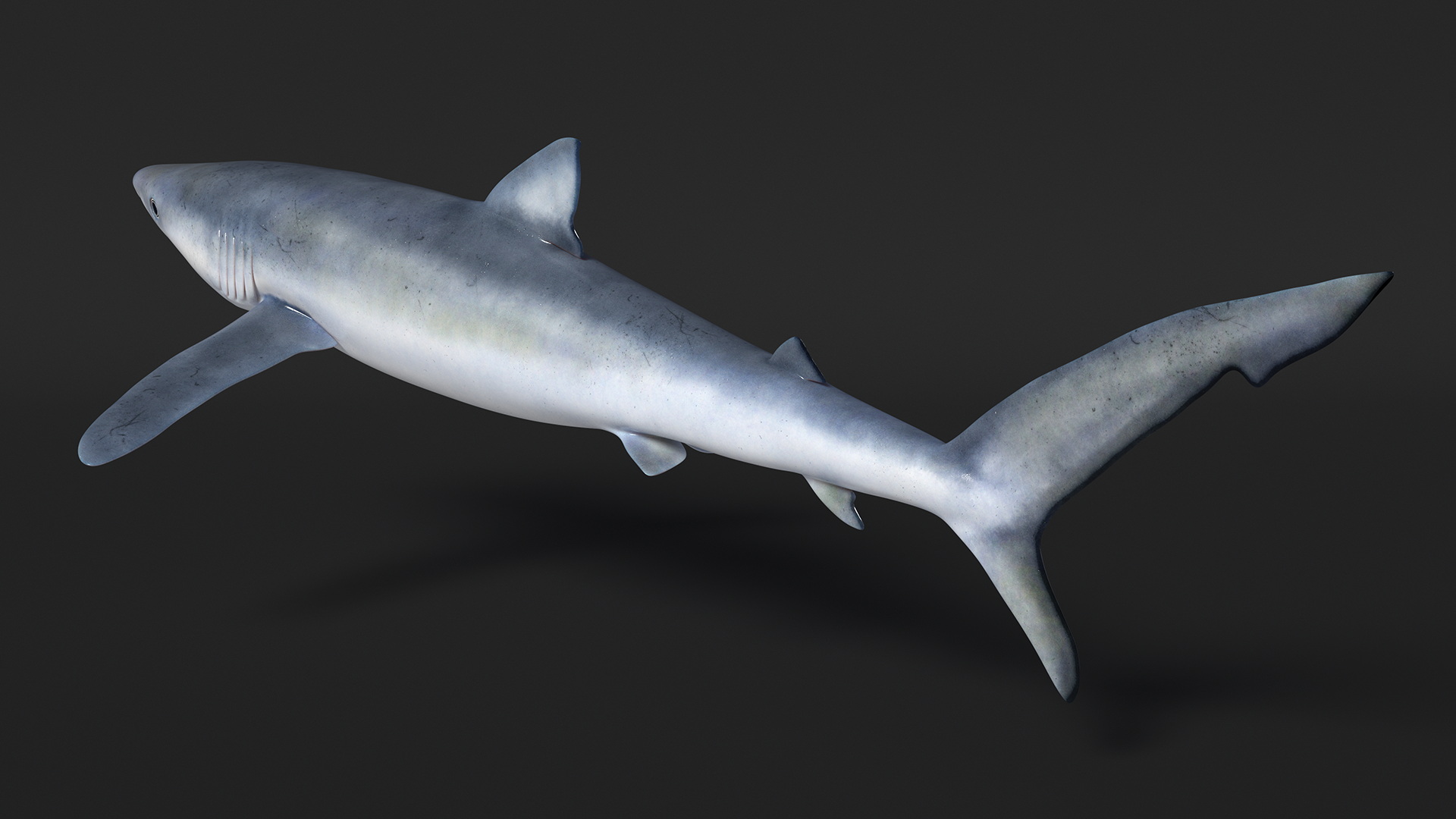 3D model Realistic Blue Shark