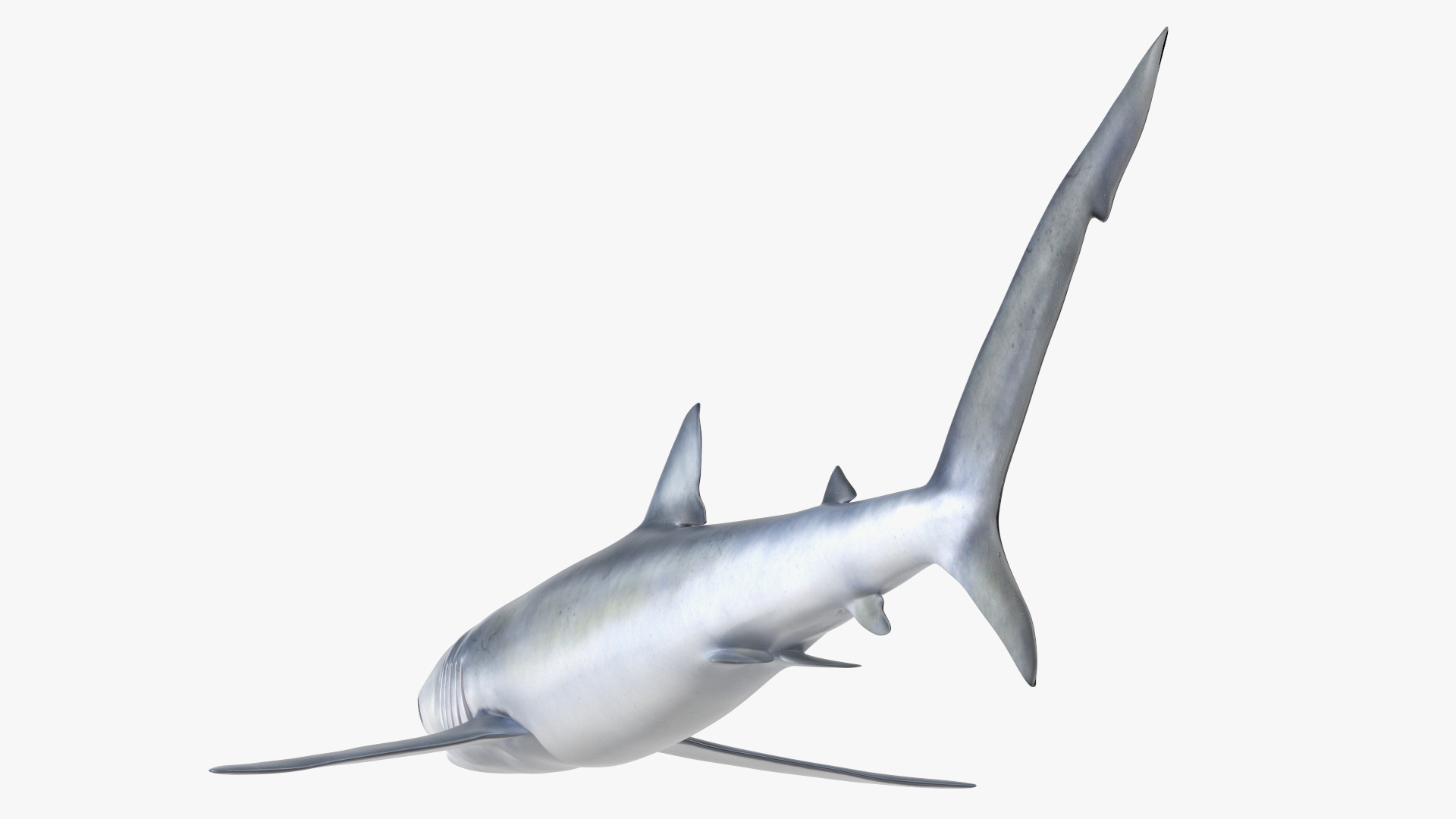 3D model Realistic Blue Shark