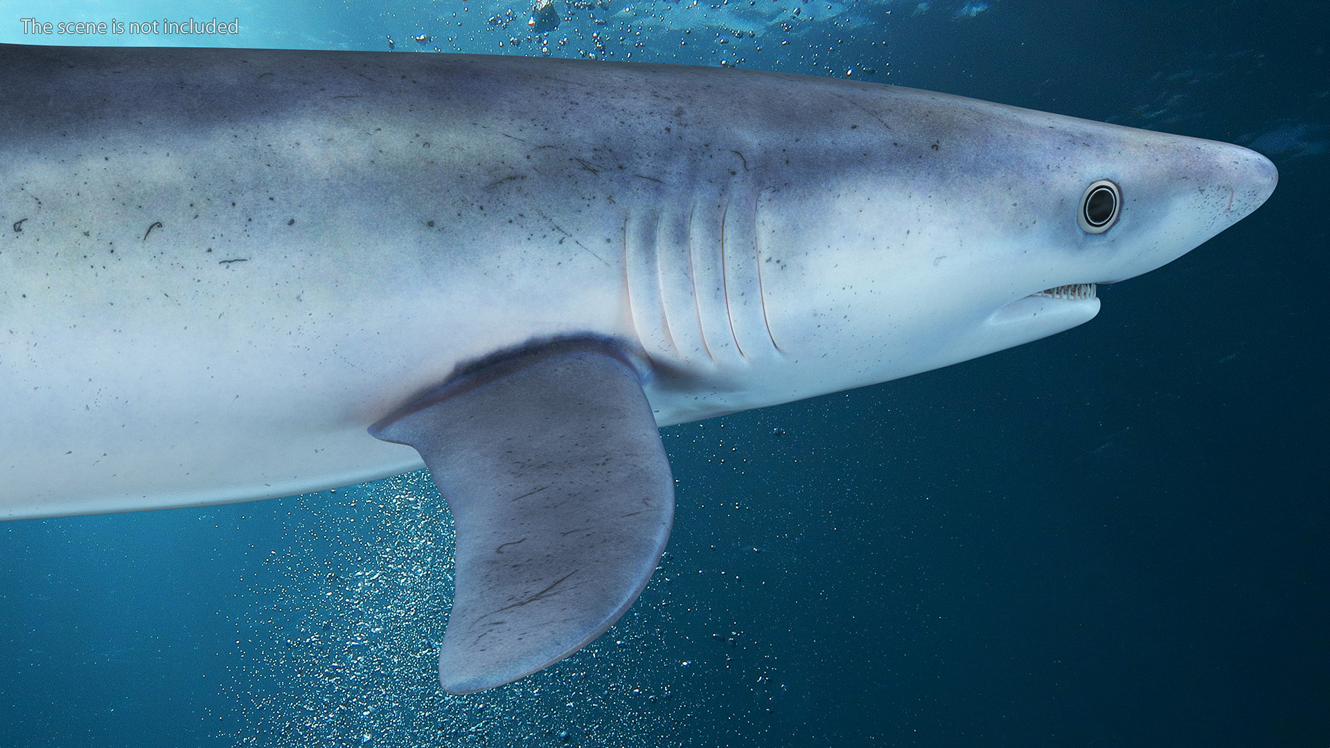 3D model Realistic Blue Shark