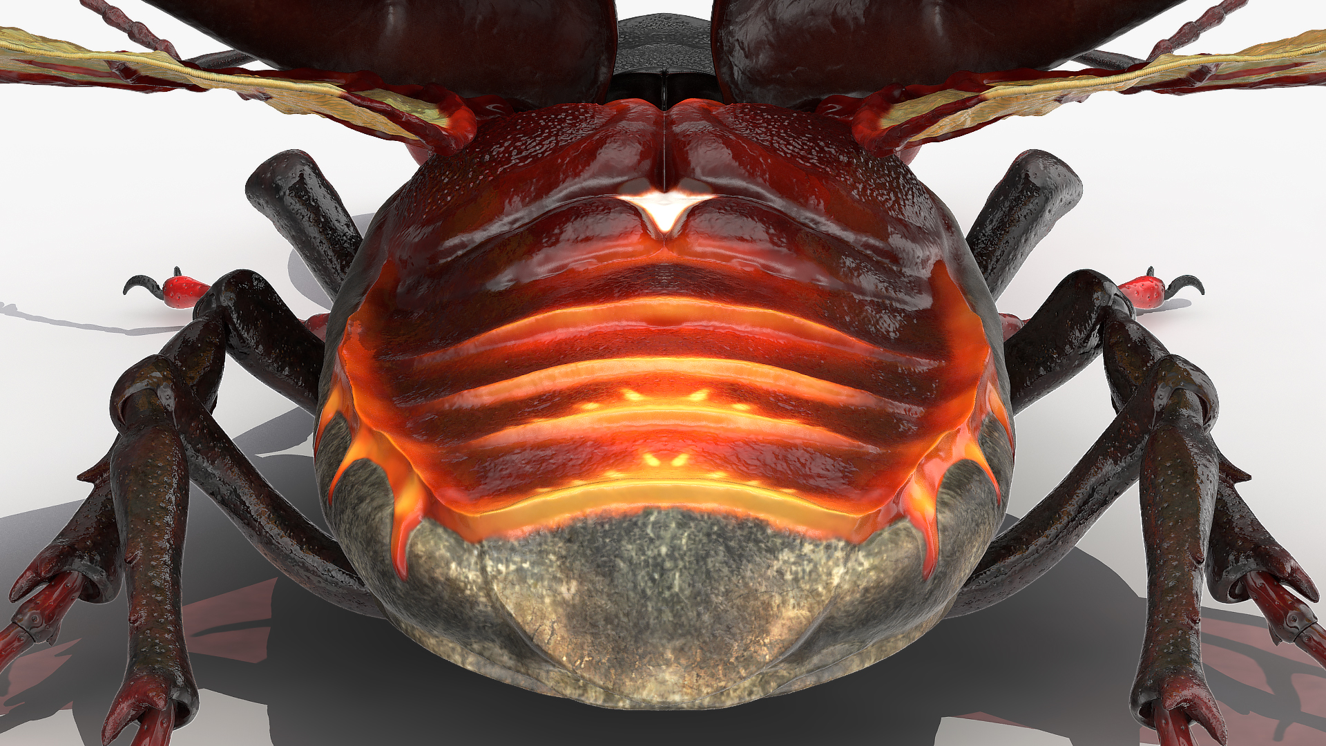 3D Lucanus Cervus Stag Beetle