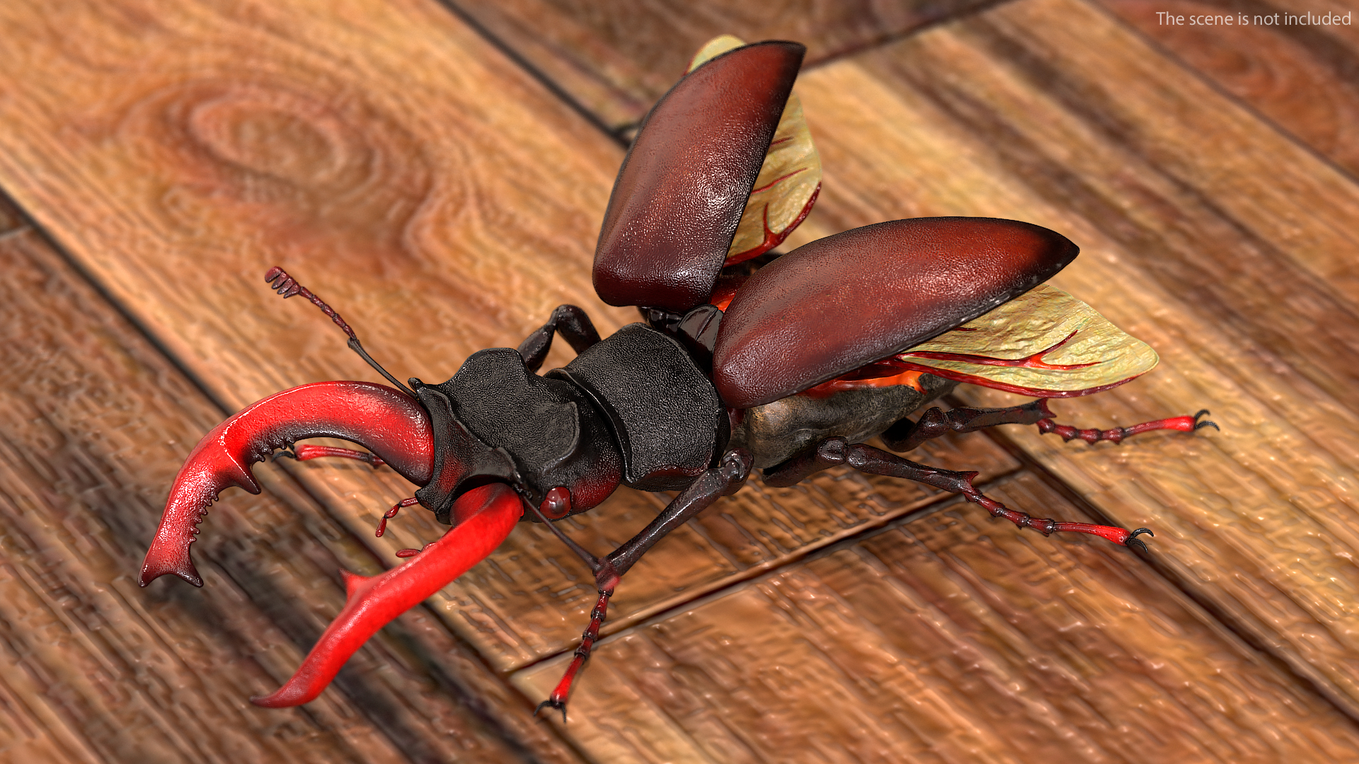 3D Lucanus Cervus Stag Beetle