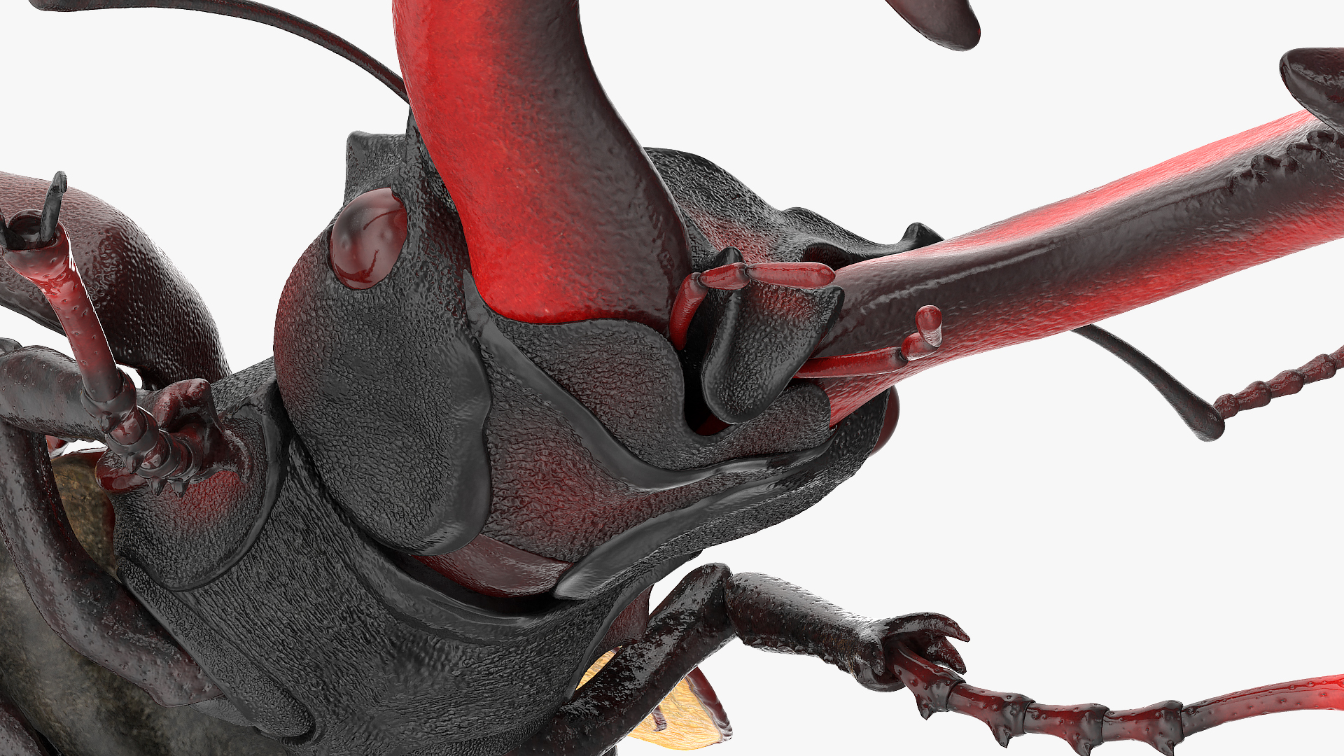 3D Lucanus Cervus Stag Beetle