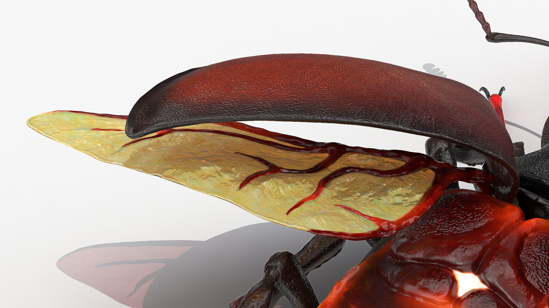 3D Lucanus Cervus Stag Beetle