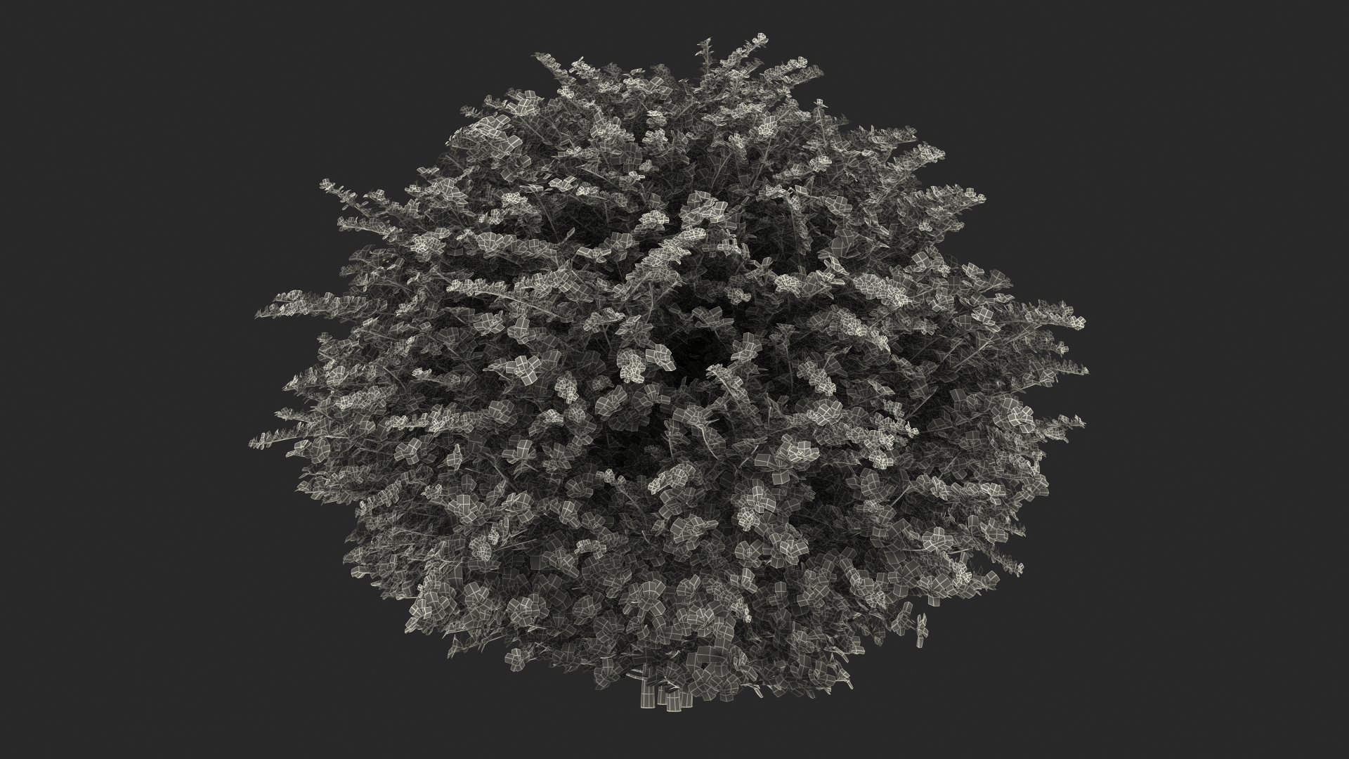 3D model Barberry Shrub Green