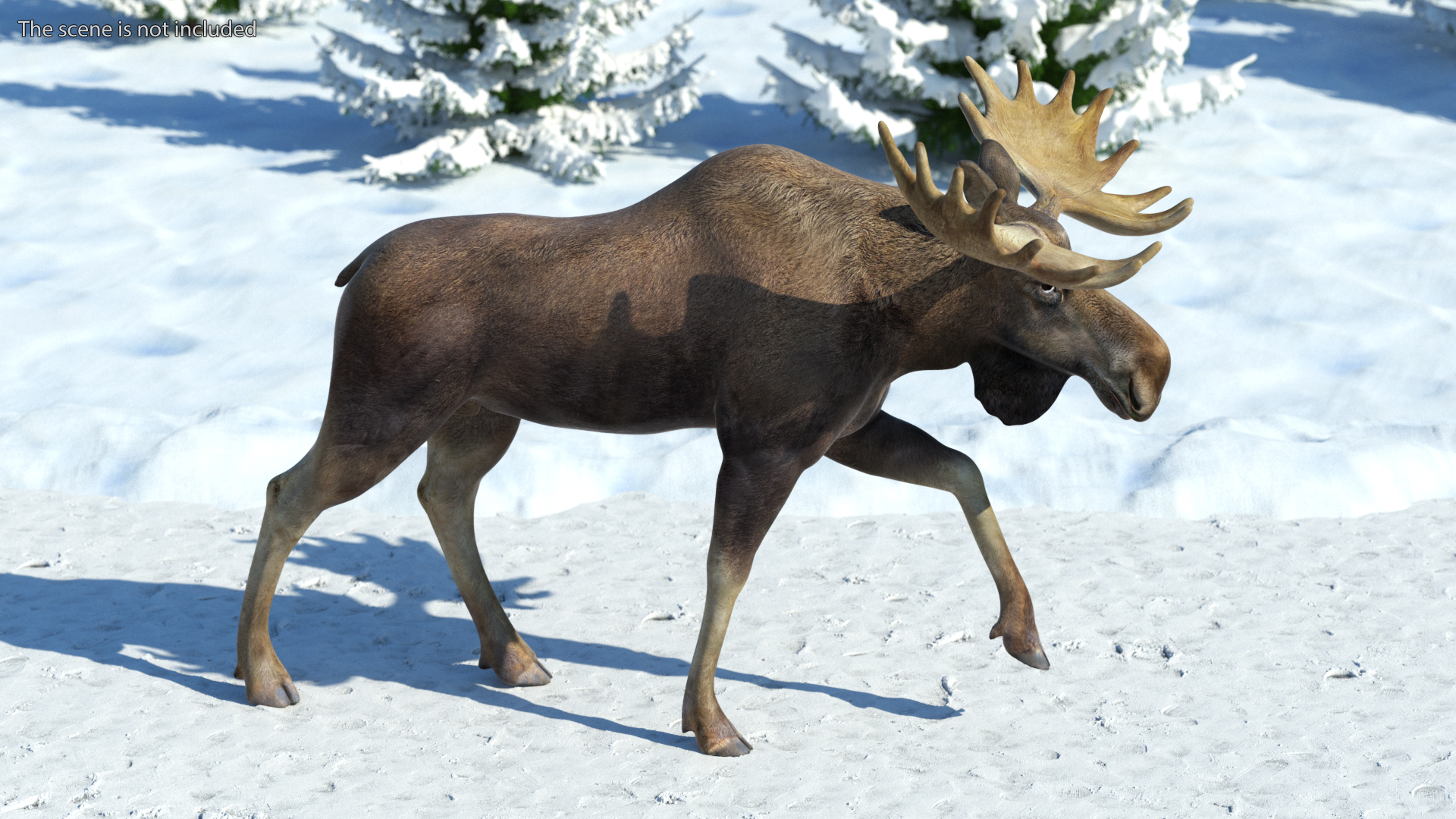 3D Alces Alces Walking No Fur