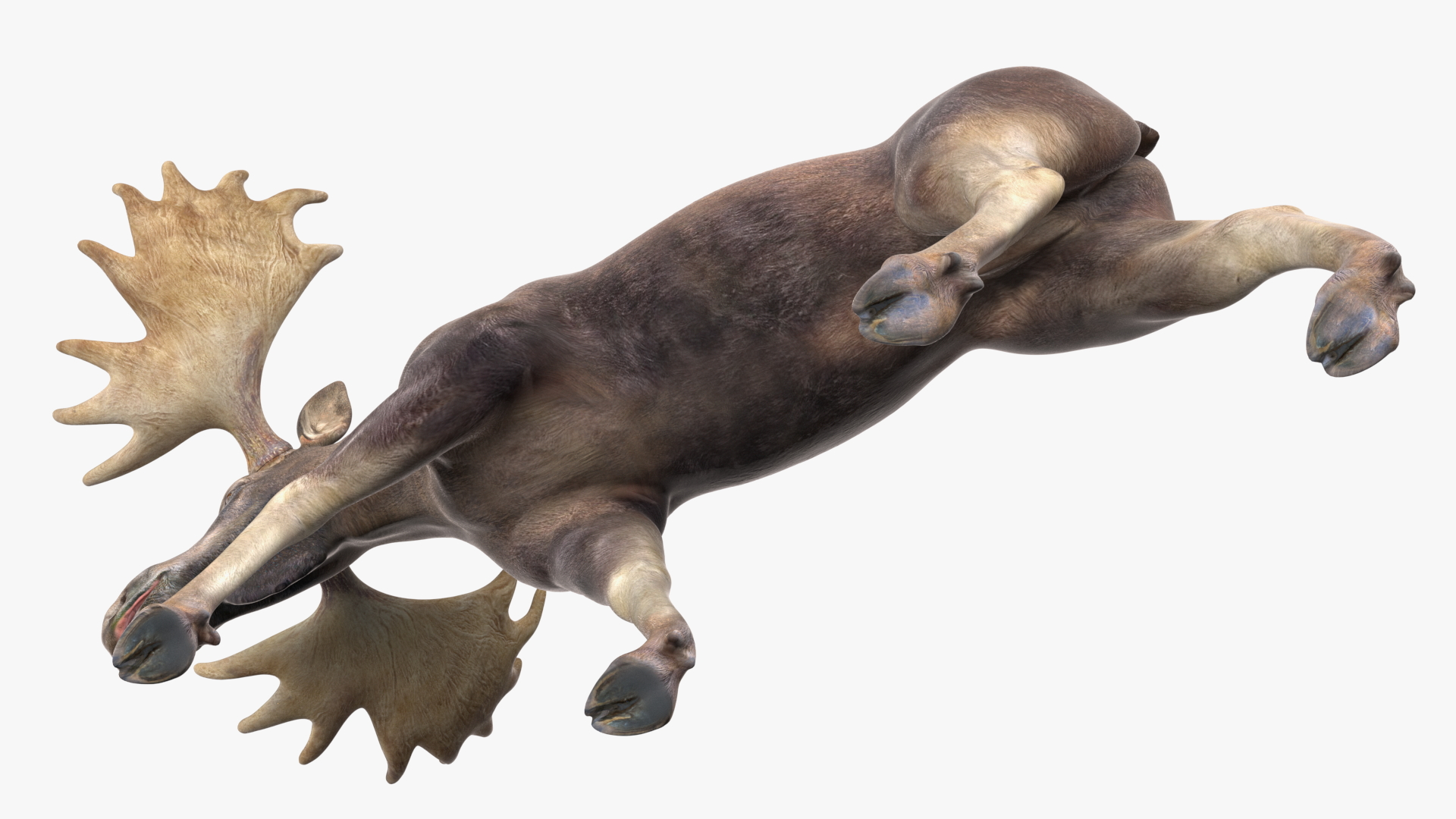 3D Alces Alces Walking No Fur