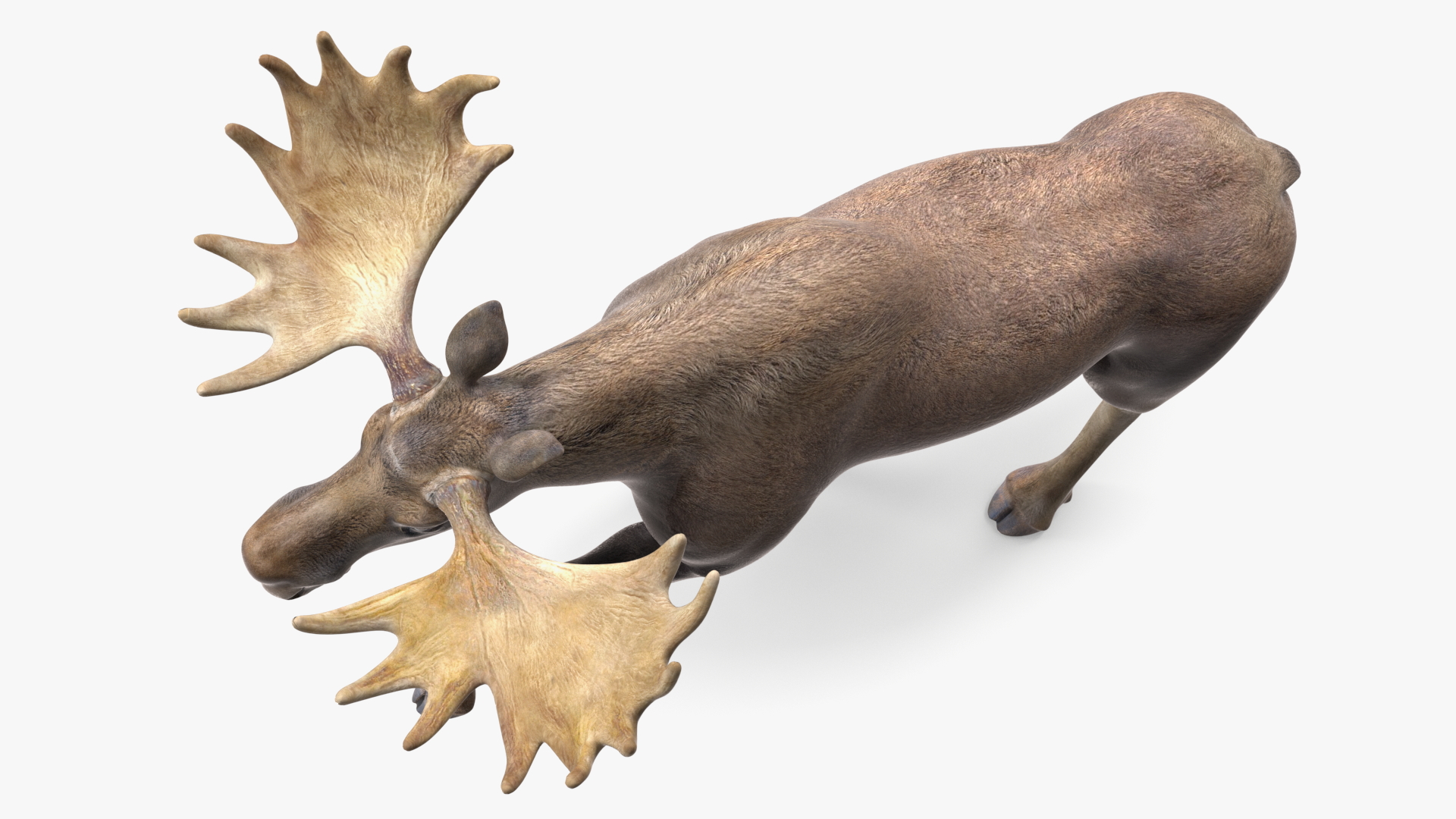 3D Alces Alces Walking No Fur