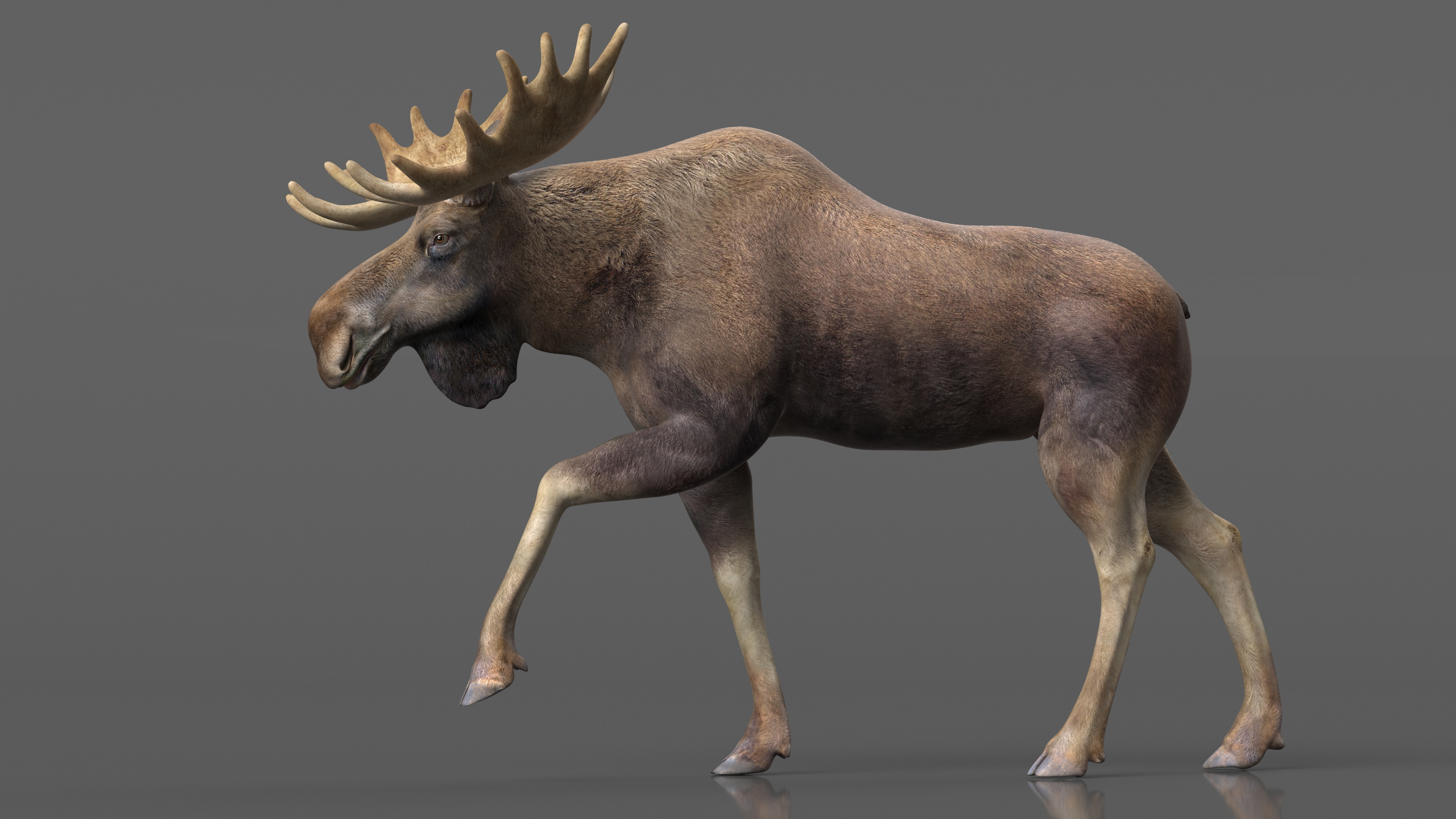 3D Alces Alces Walking No Fur