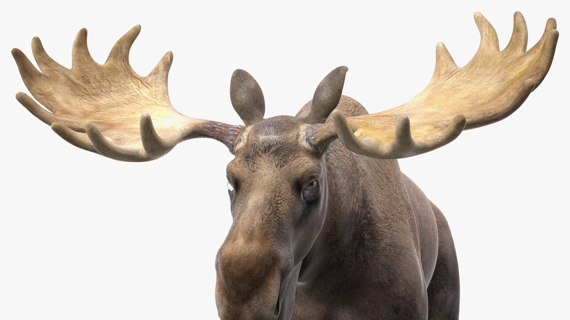 3D Alces Alces Walking No Fur