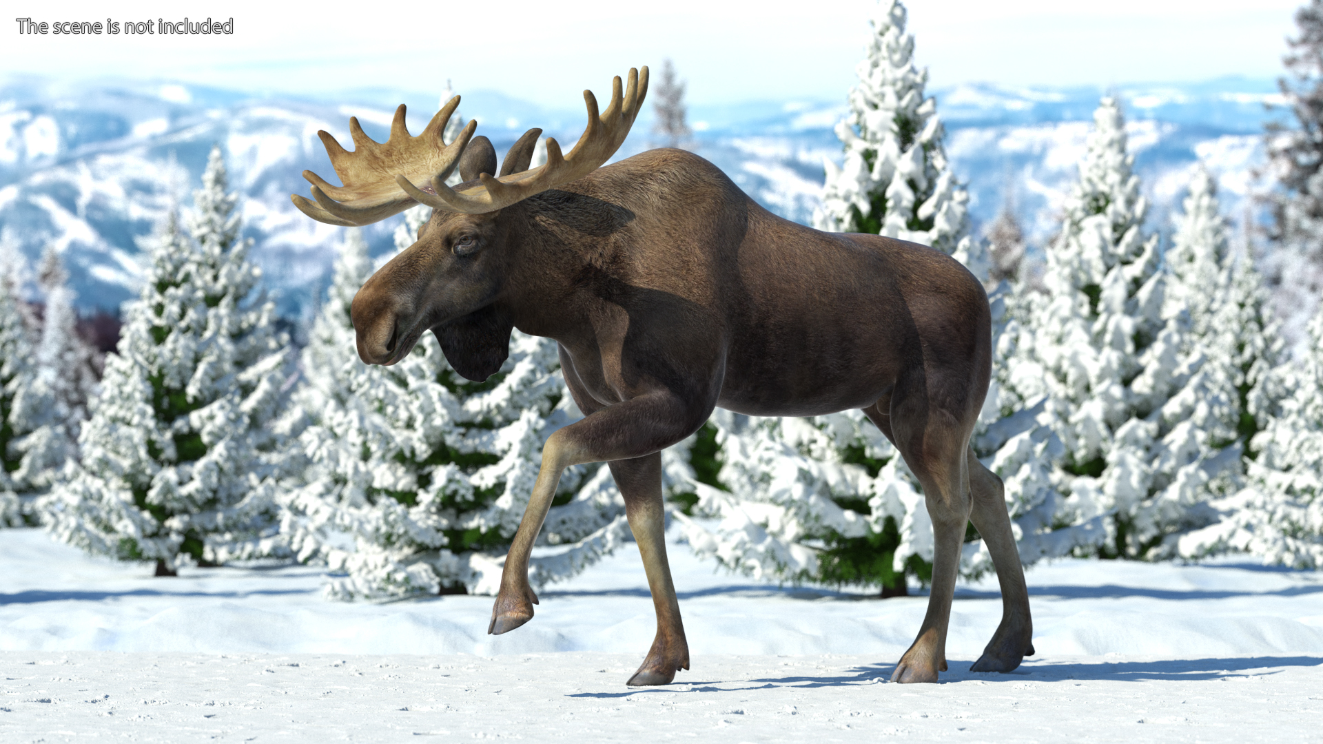 3D Alces Alces Walking No Fur