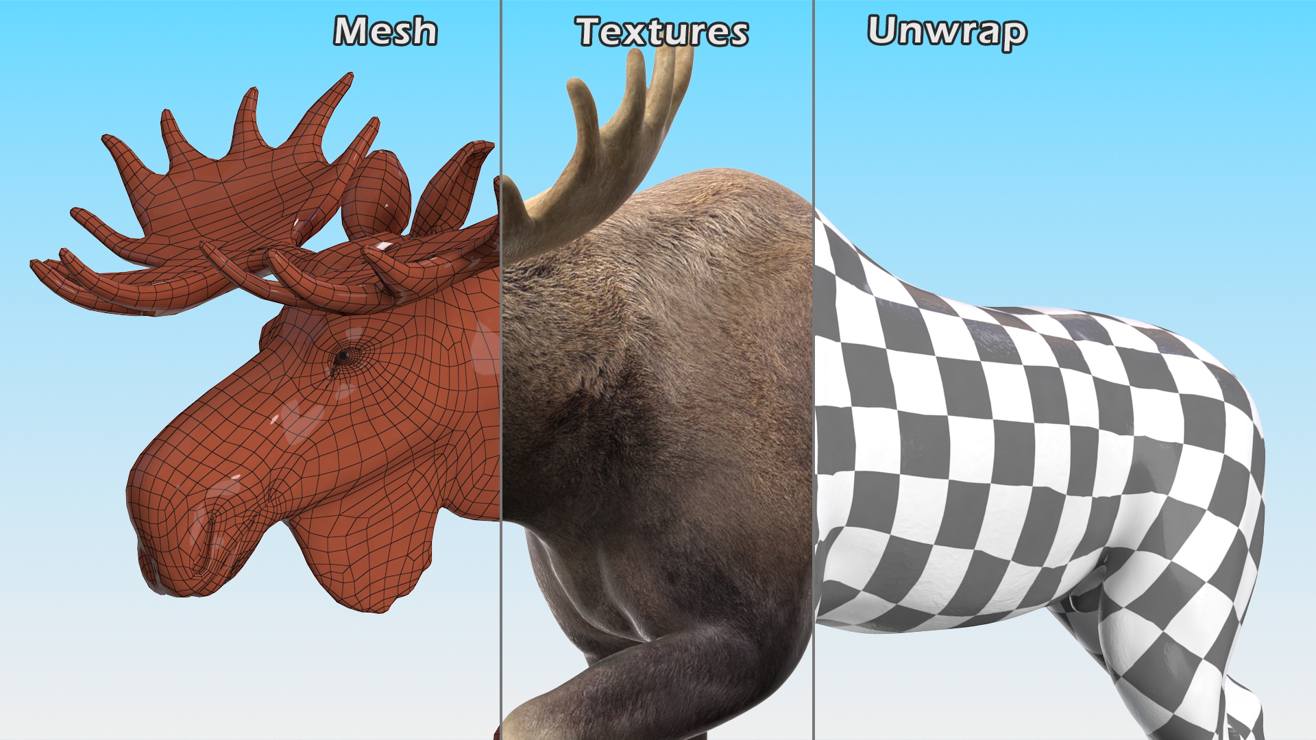 3D Alces Alces Walking No Fur