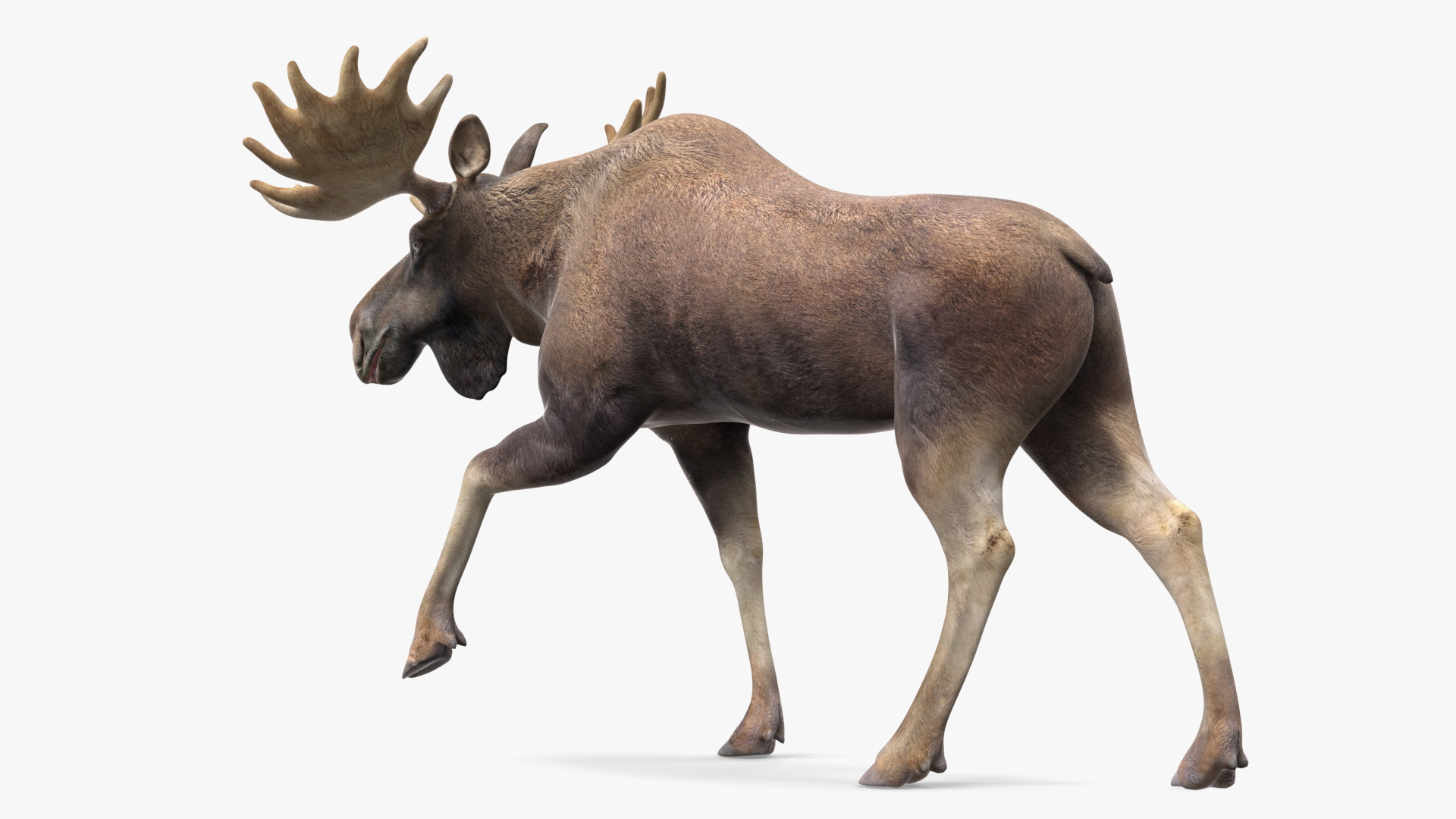 3D Alces Alces Walking No Fur