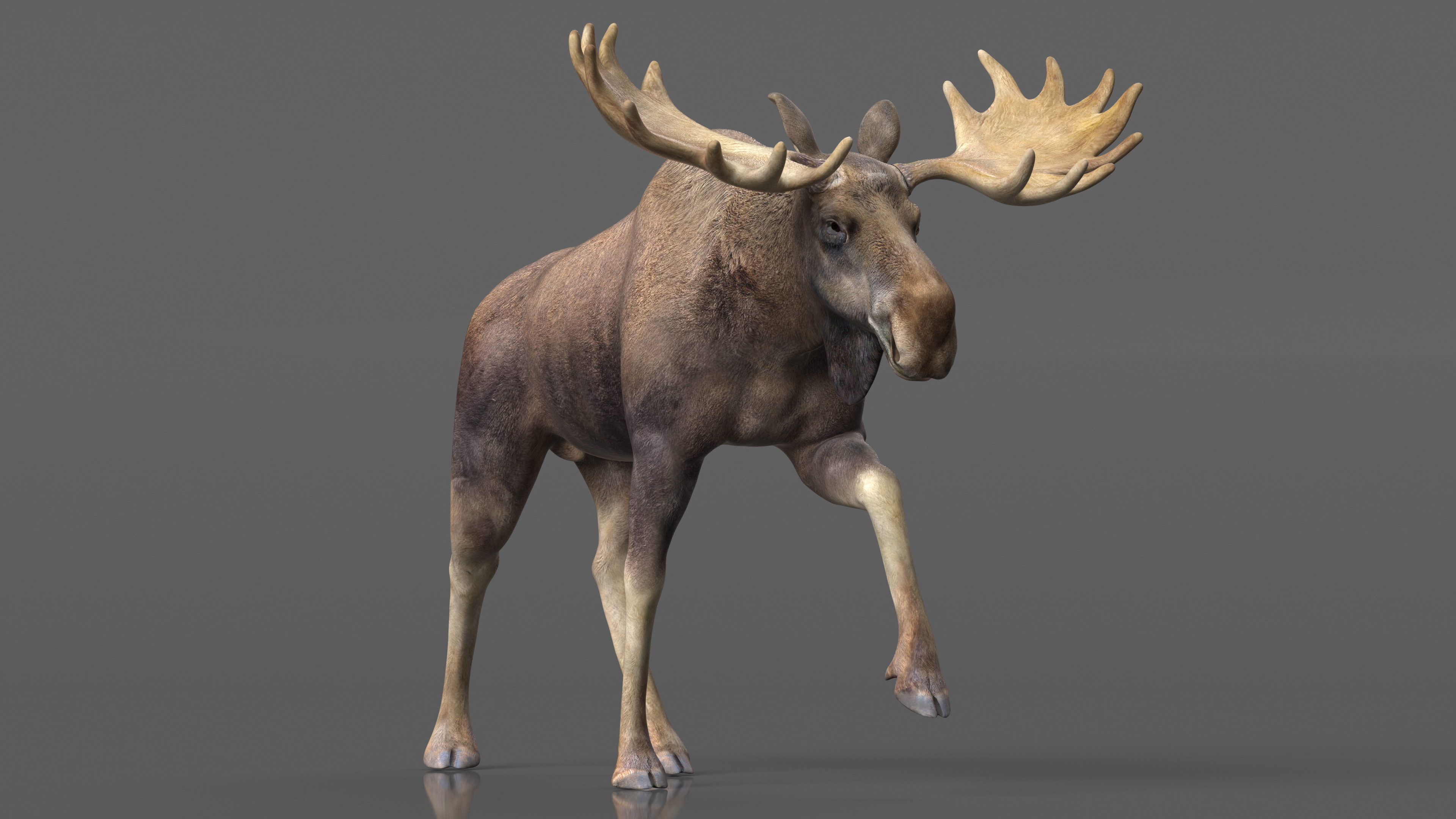 3D Alces Alces Walking No Fur