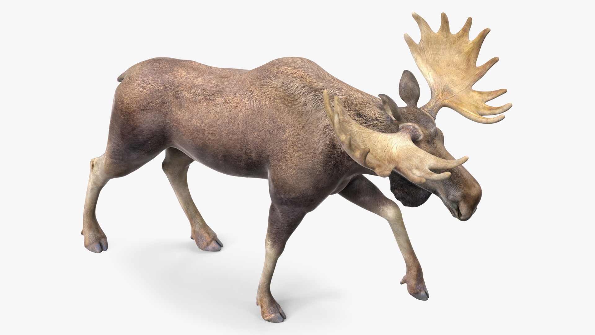 3D Alces Alces Walking No Fur