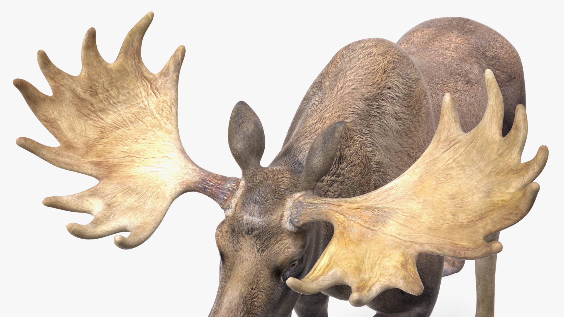 3D Alces Alces Walking No Fur