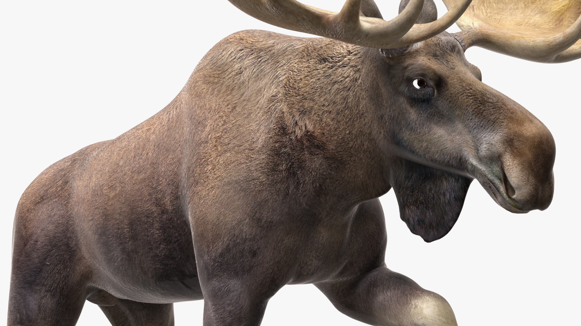 3D Alces Alces Walking No Fur