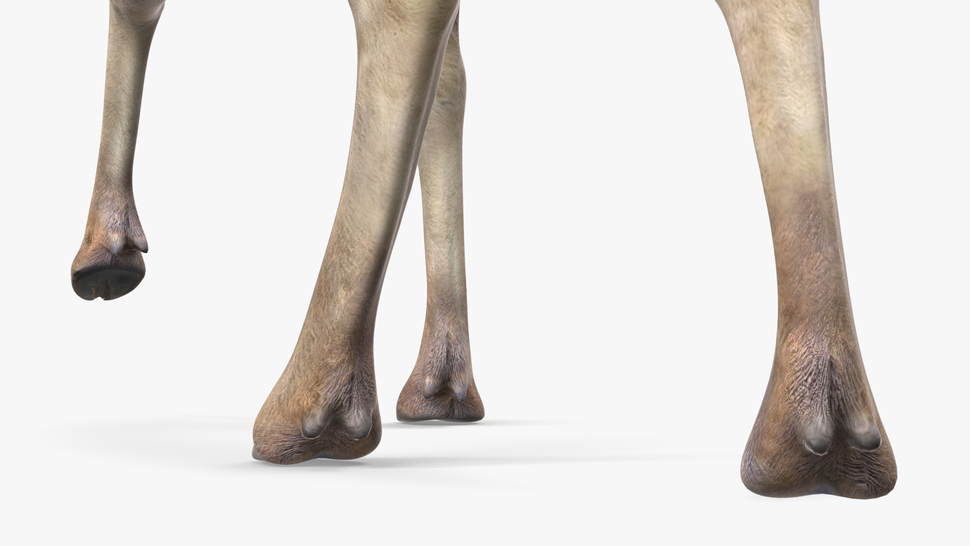 3D Alces Alces Walking No Fur