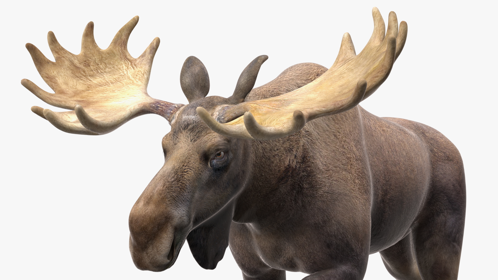 3D Alces Alces Walking No Fur