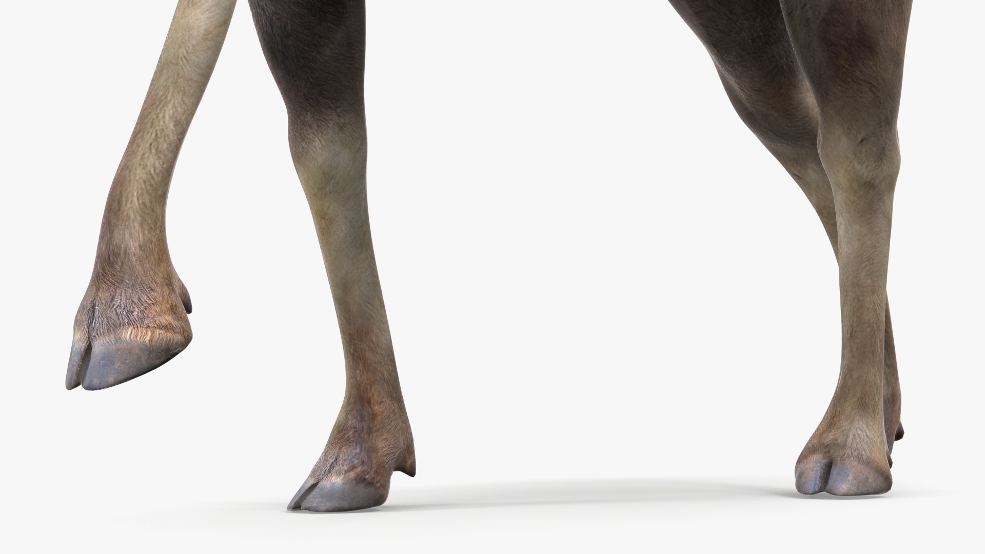 3D Alces Alces Walking No Fur
