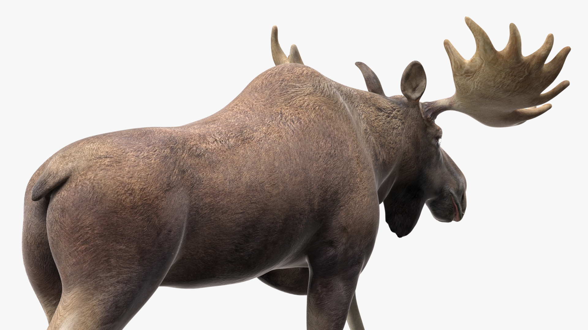 3D Alces Alces Walking No Fur